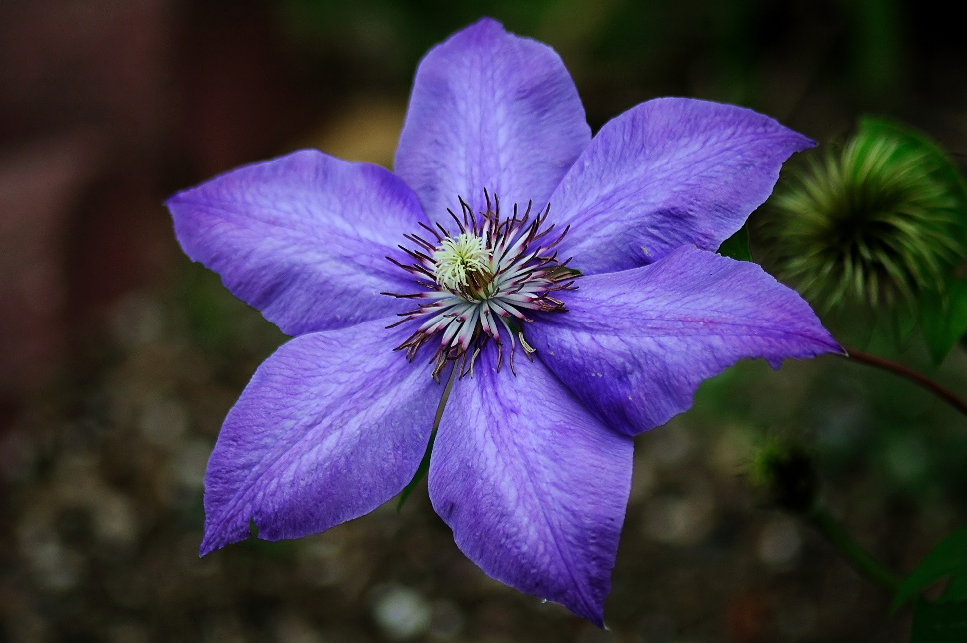 Téléchargez des papiers peints mobile Fleurs, Fleur, Fermer, Fleur Mauve, Terre/nature gratuitement.