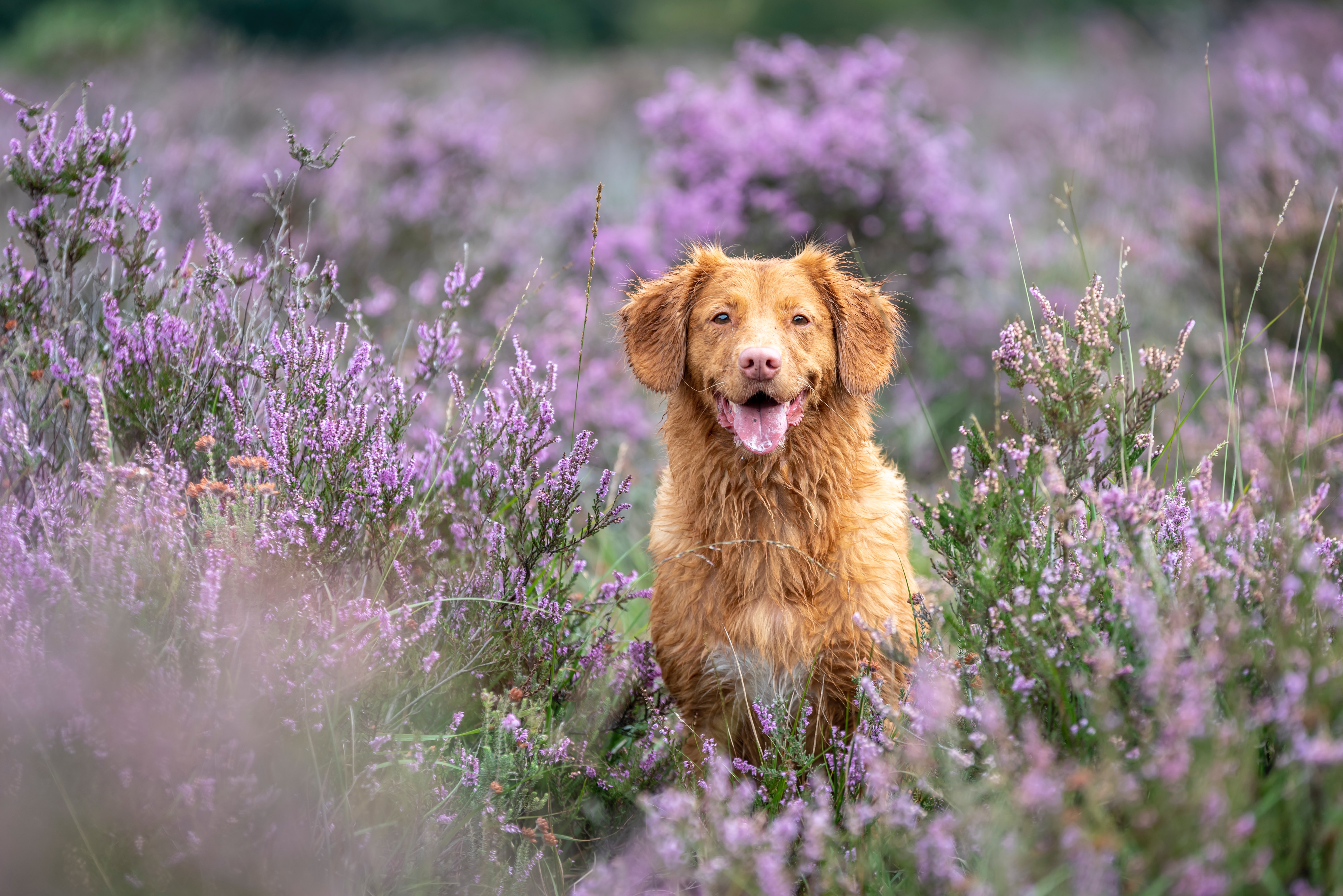 animals, dog, protruding tongue, tongue stuck out, retriever, golden retriever, lavender HD wallpaper