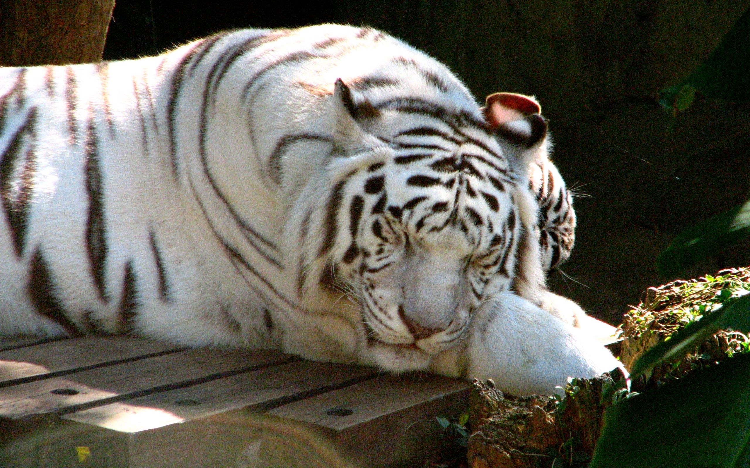 animals, to lie down, lie, tiger, sleep, dream, albino