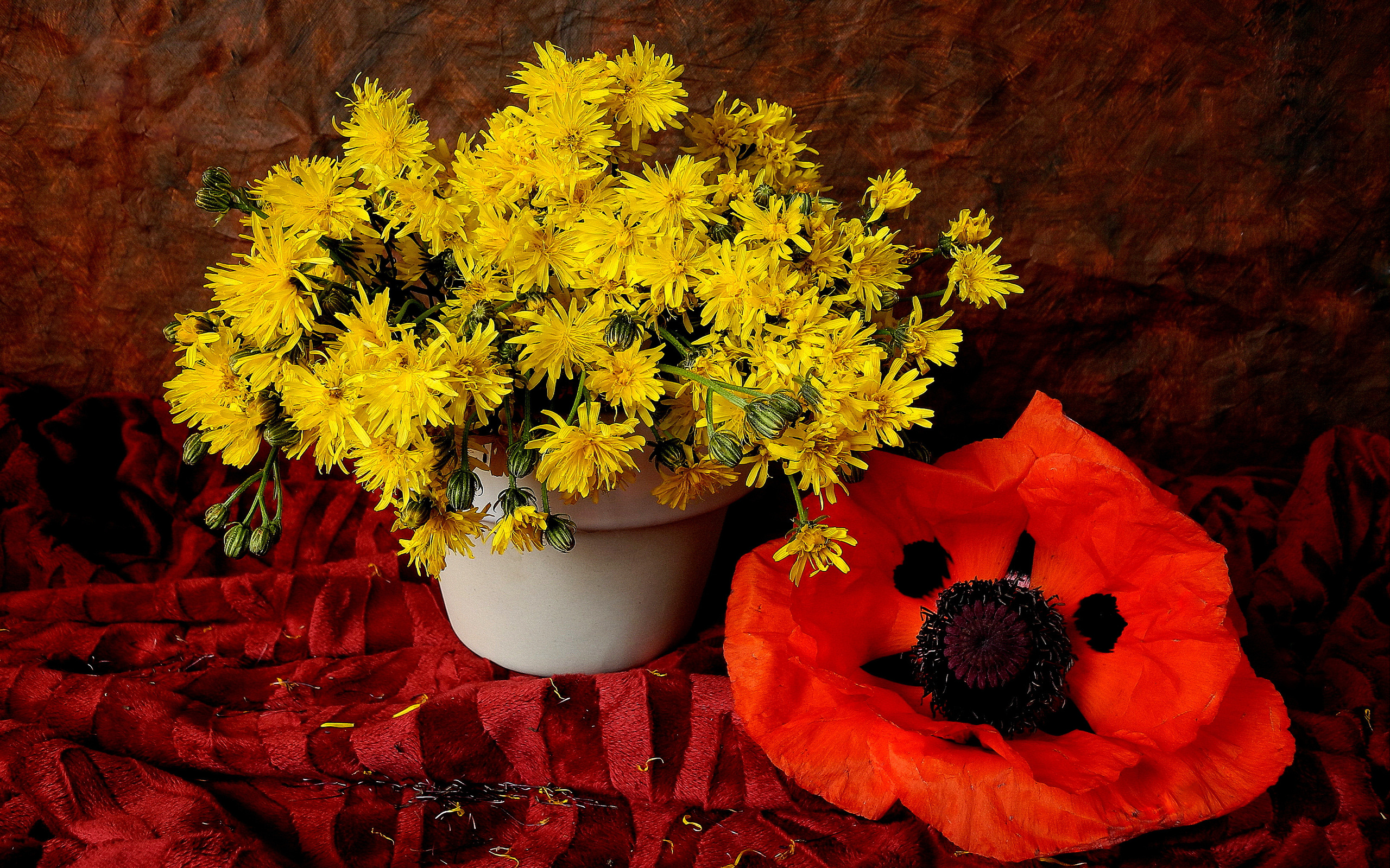 無料モバイル壁紙タンポポ, 静物, 写真撮影, アネモネ, 黄色い花, 赤い花をダウンロードします。