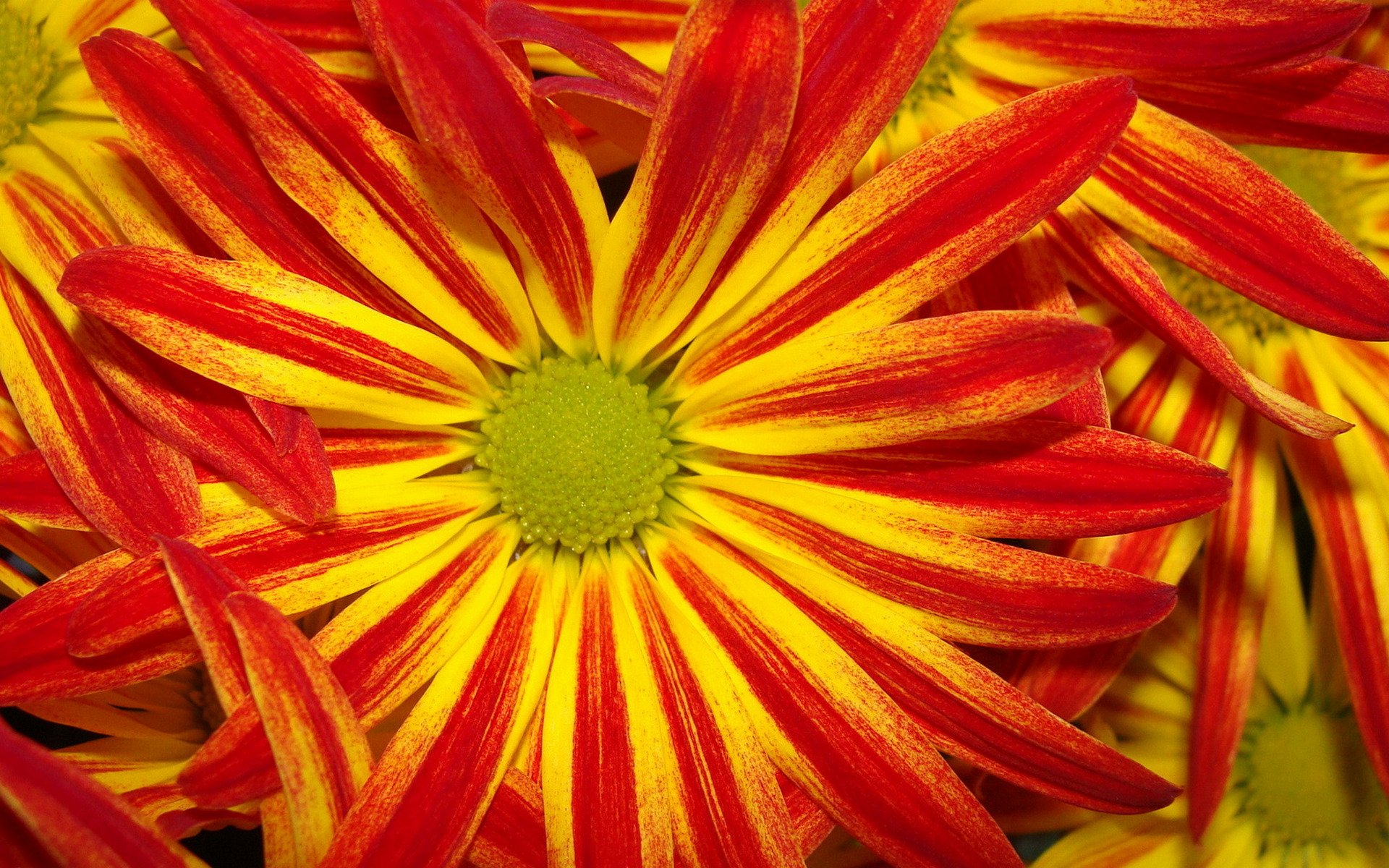 Handy-Wallpaper Blumen, Blume, Nahansicht, Gänseblümchen, Gelbe Blume, Rote Blume, Erde/natur kostenlos herunterladen.