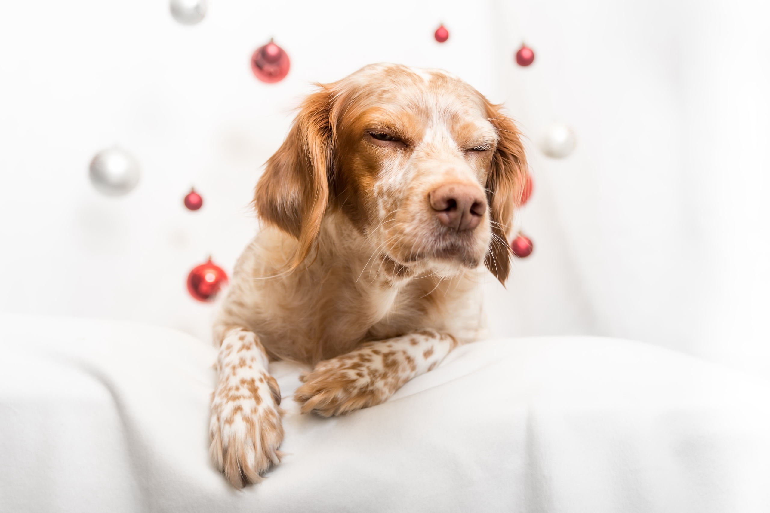 無料モバイル壁紙動物, 犬をダウンロードします。