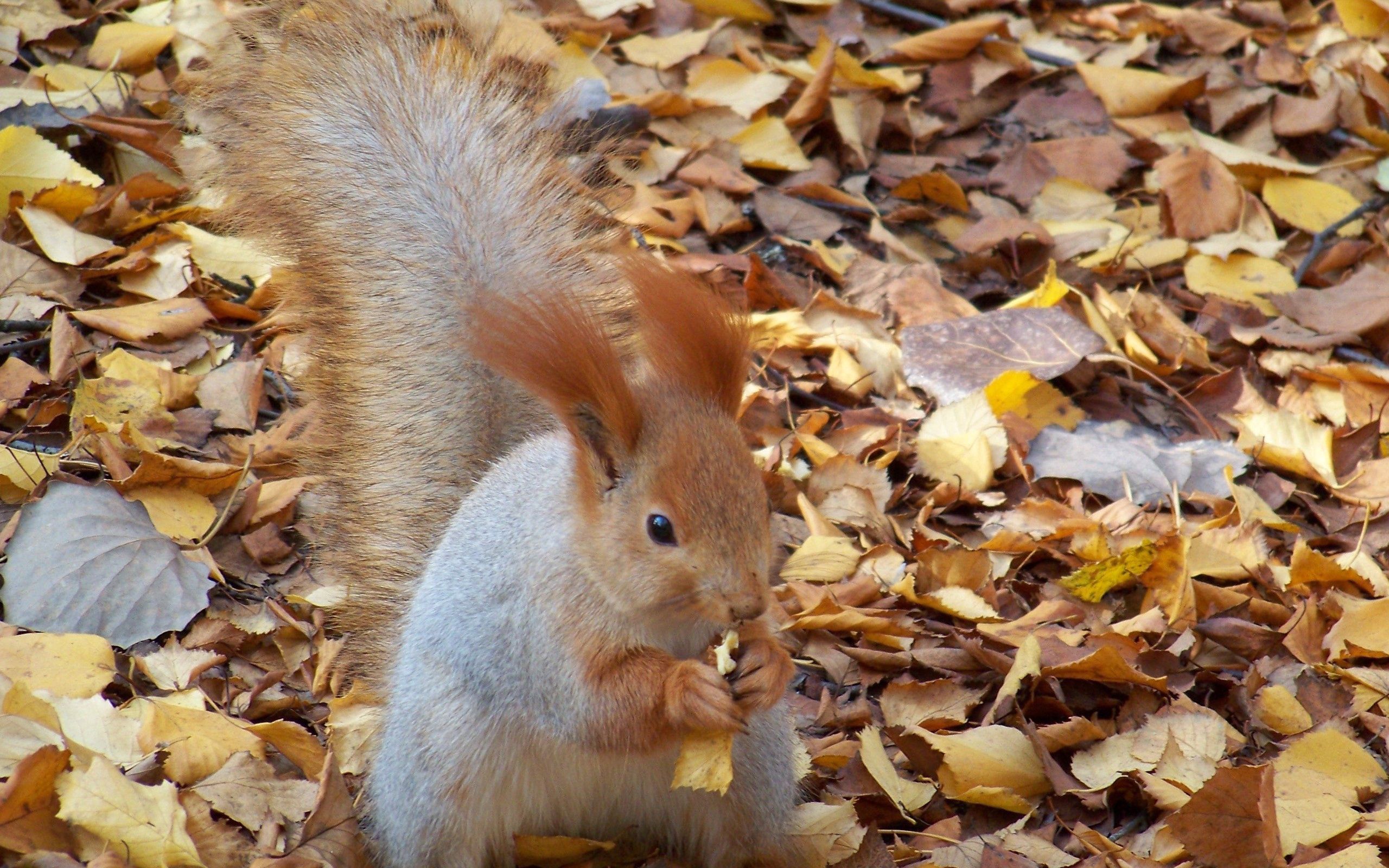 Free download wallpaper Animals, Food, Foliage, Squirrel, Autumn on your PC desktop