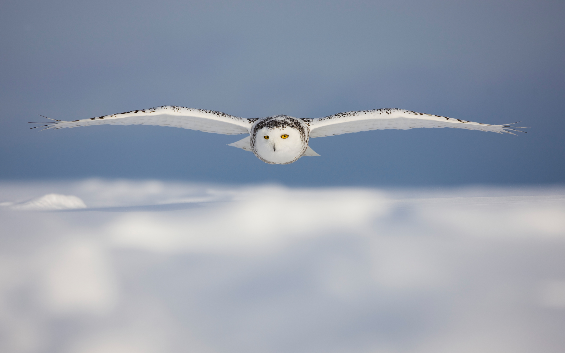 animal, snowy owl