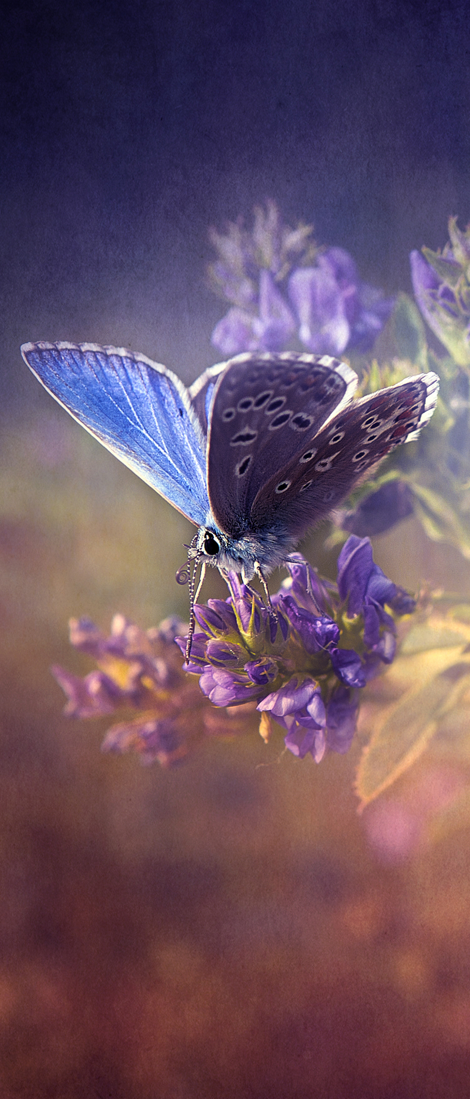 Download mobile wallpaper Butterfly, Animal for free.