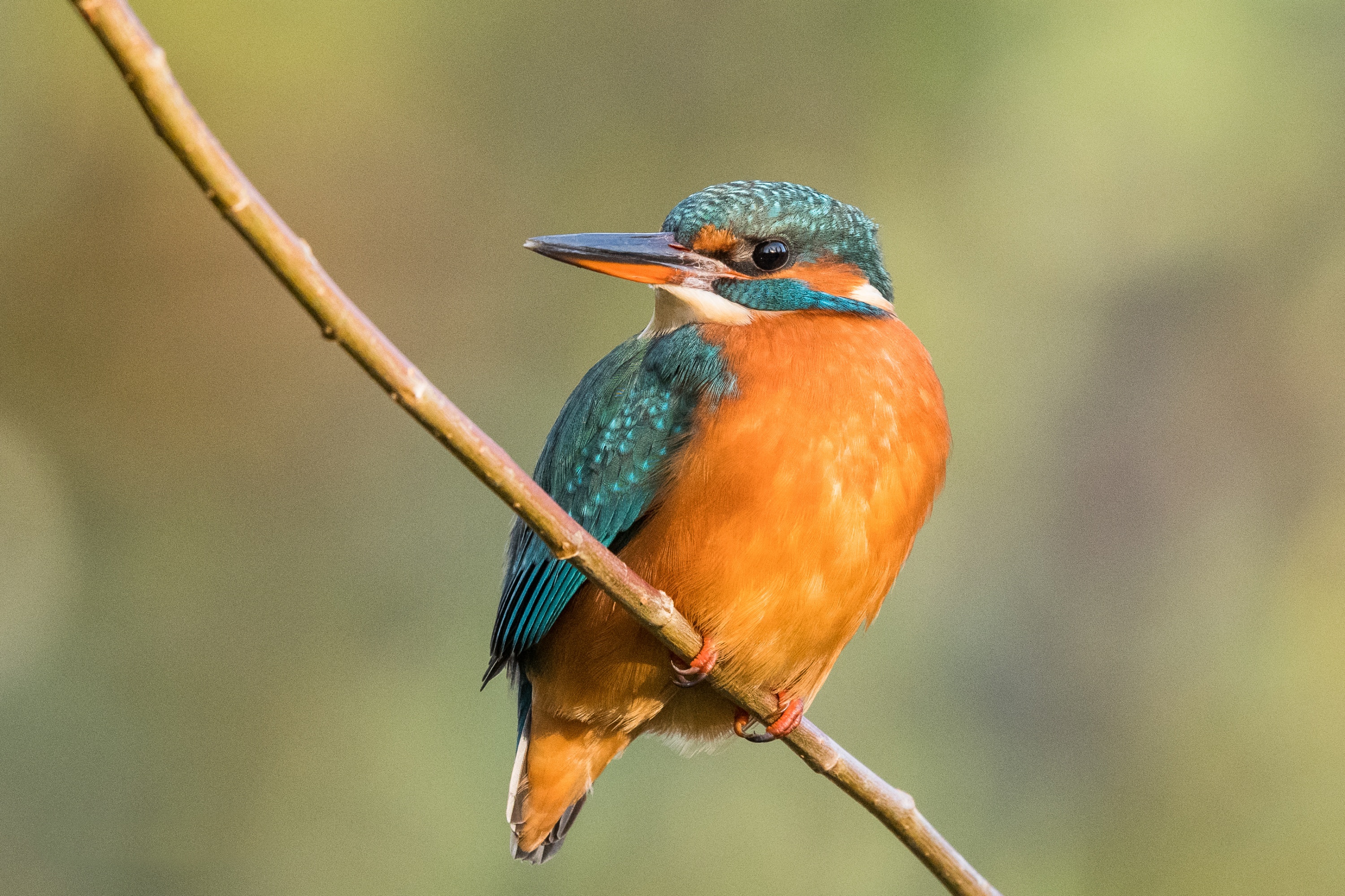 Free download wallpaper Birds, Bird, Animal, Kingfisher, Common Kingfisher on your PC desktop