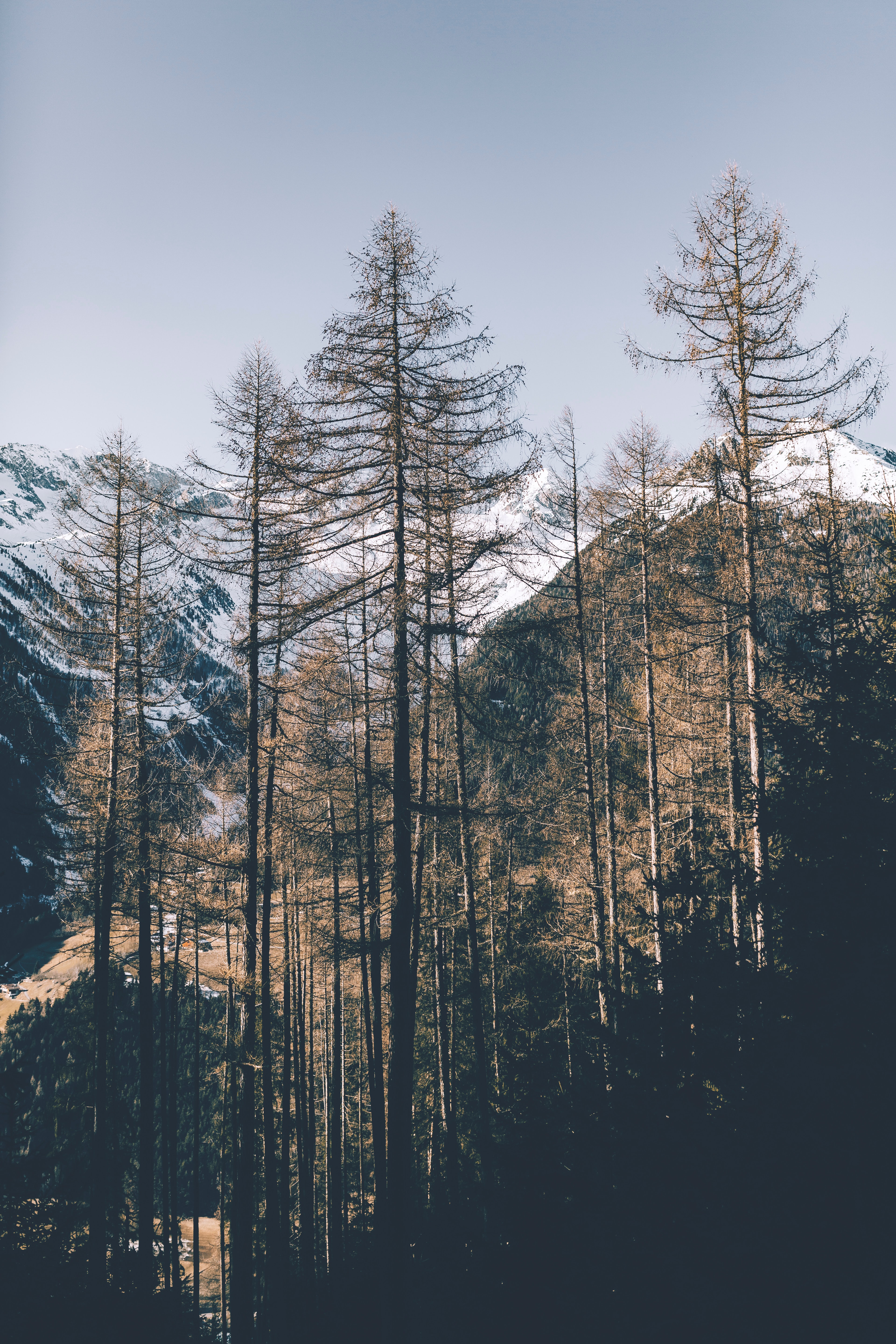 Free download wallpaper Pine, Trees, Nature, Mountains on your PC desktop