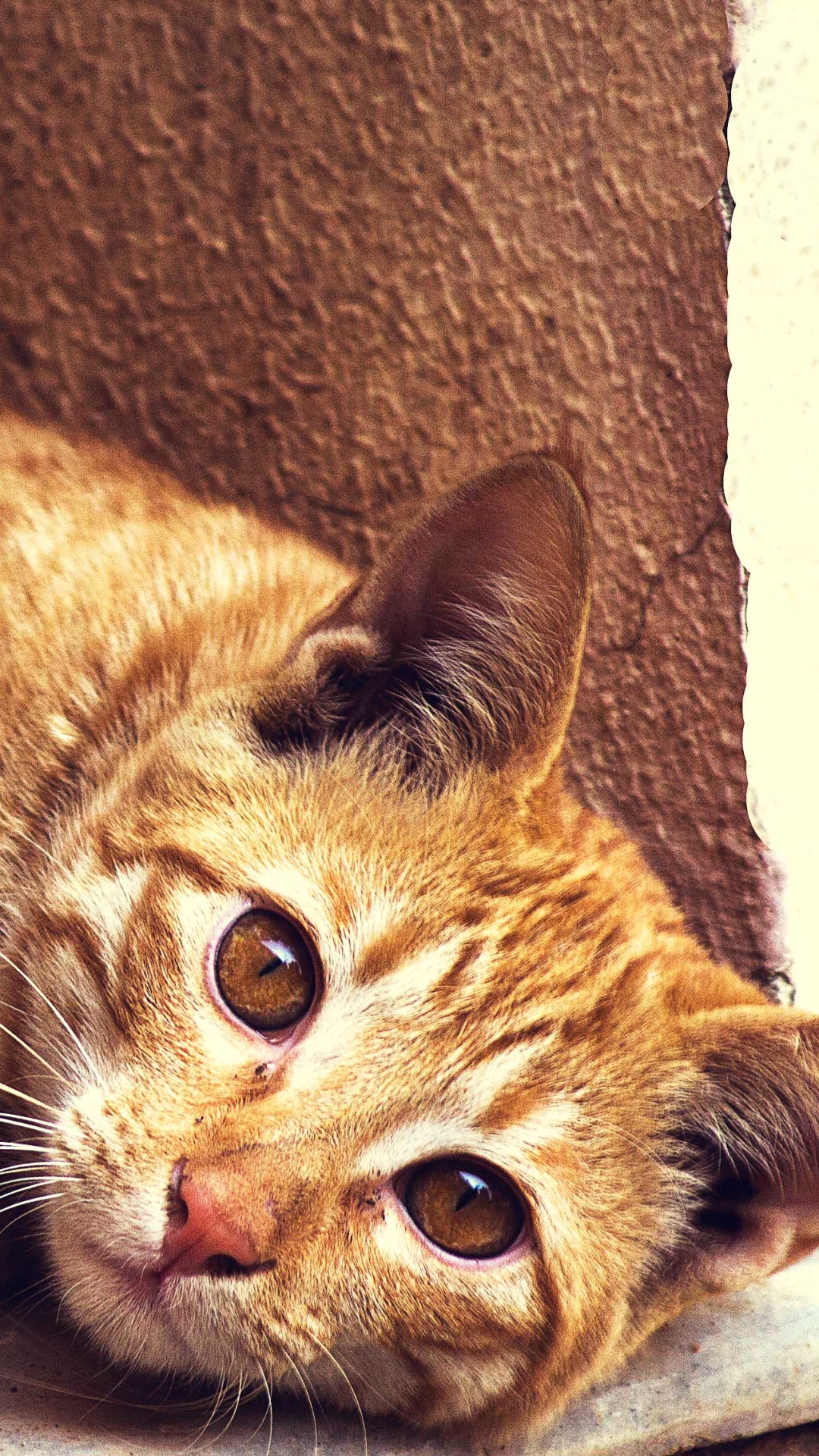 Download mobile wallpaper Cats, Cat, Animal, Stare for free.