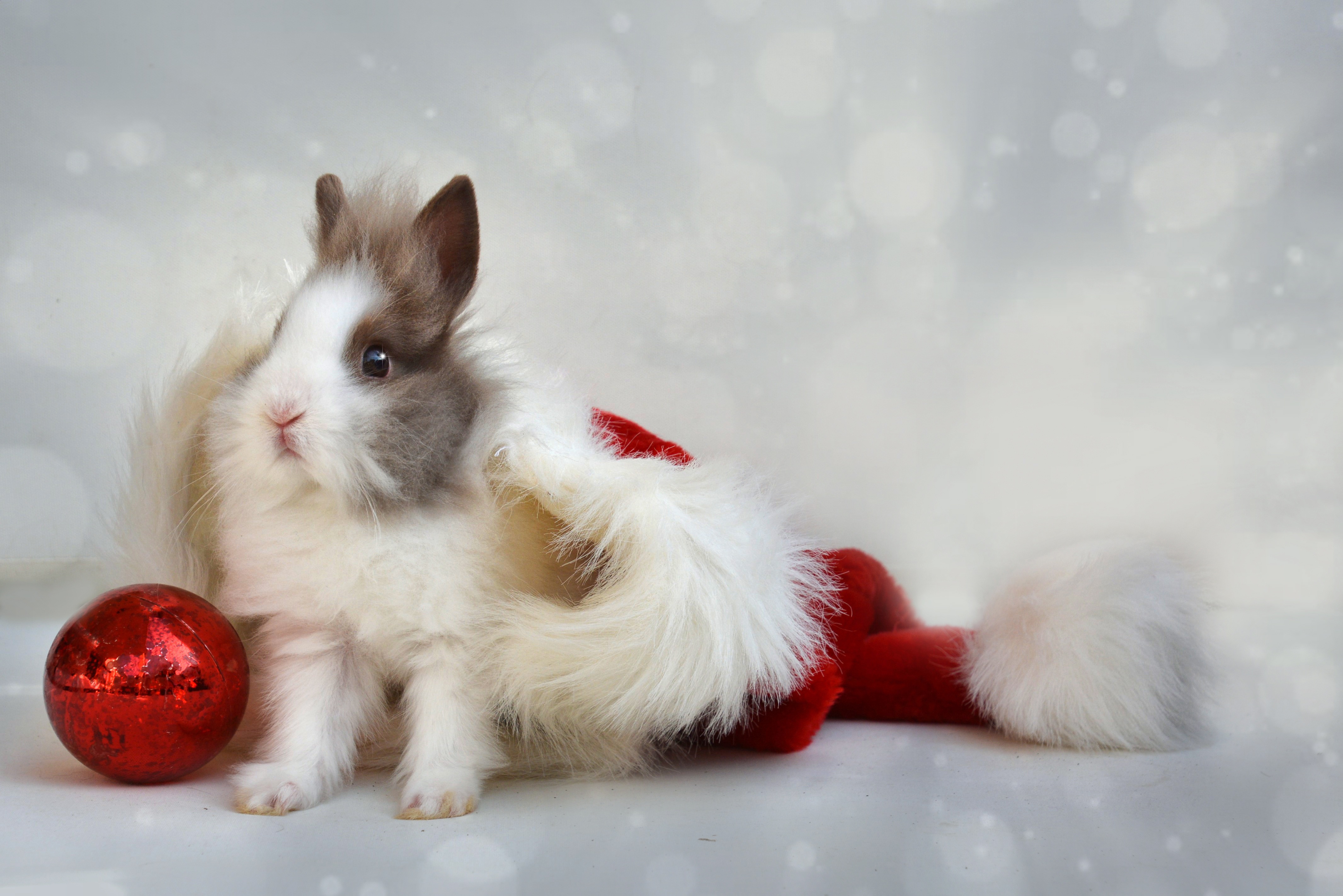 Laden Sie das Neujahr, Neues Jahr, Ball, Feiertage, Kaninchen-Bild kostenlos auf Ihren PC-Desktop herunter