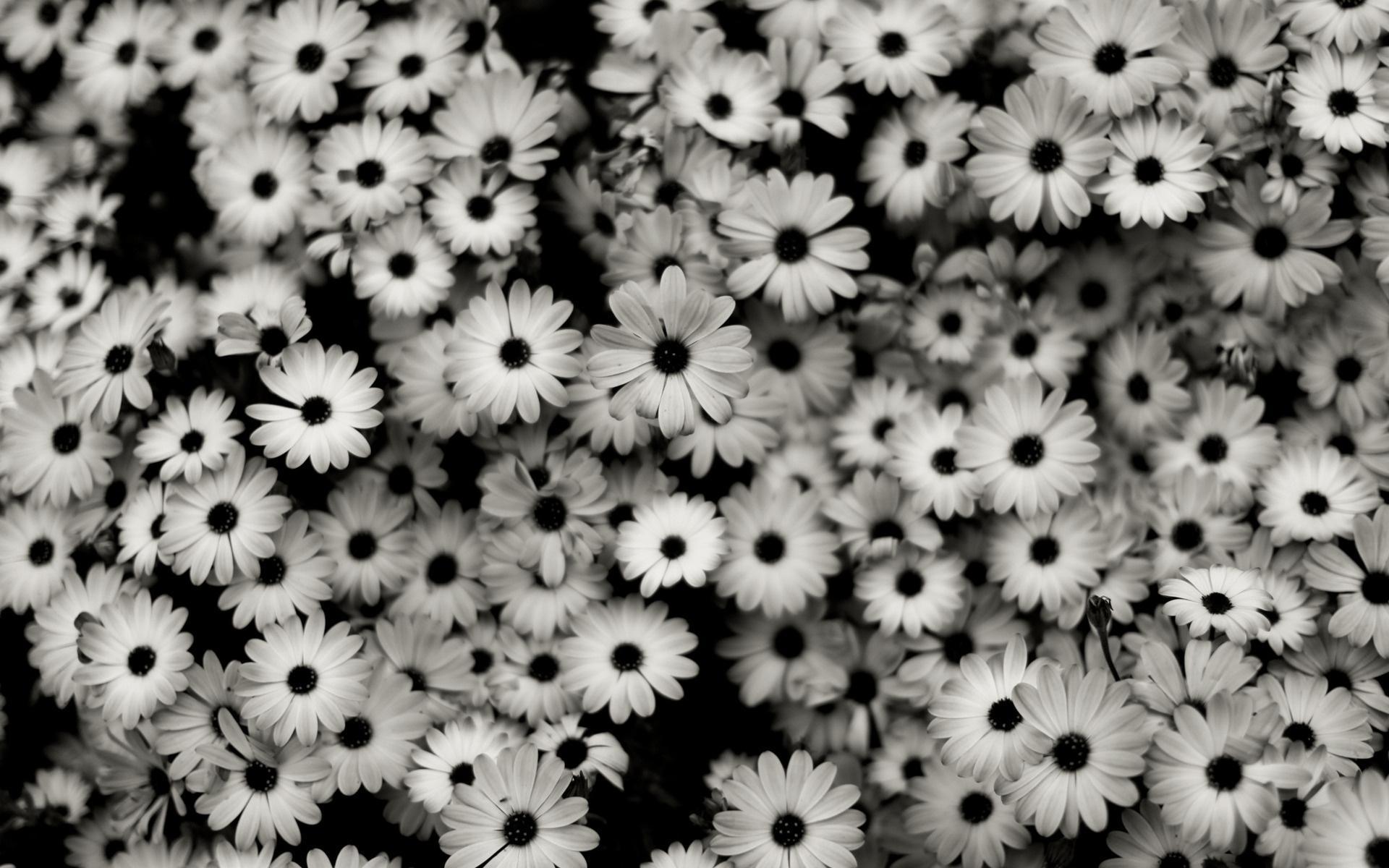 Free download wallpaper Flowers, Background, Plants on your PC desktop