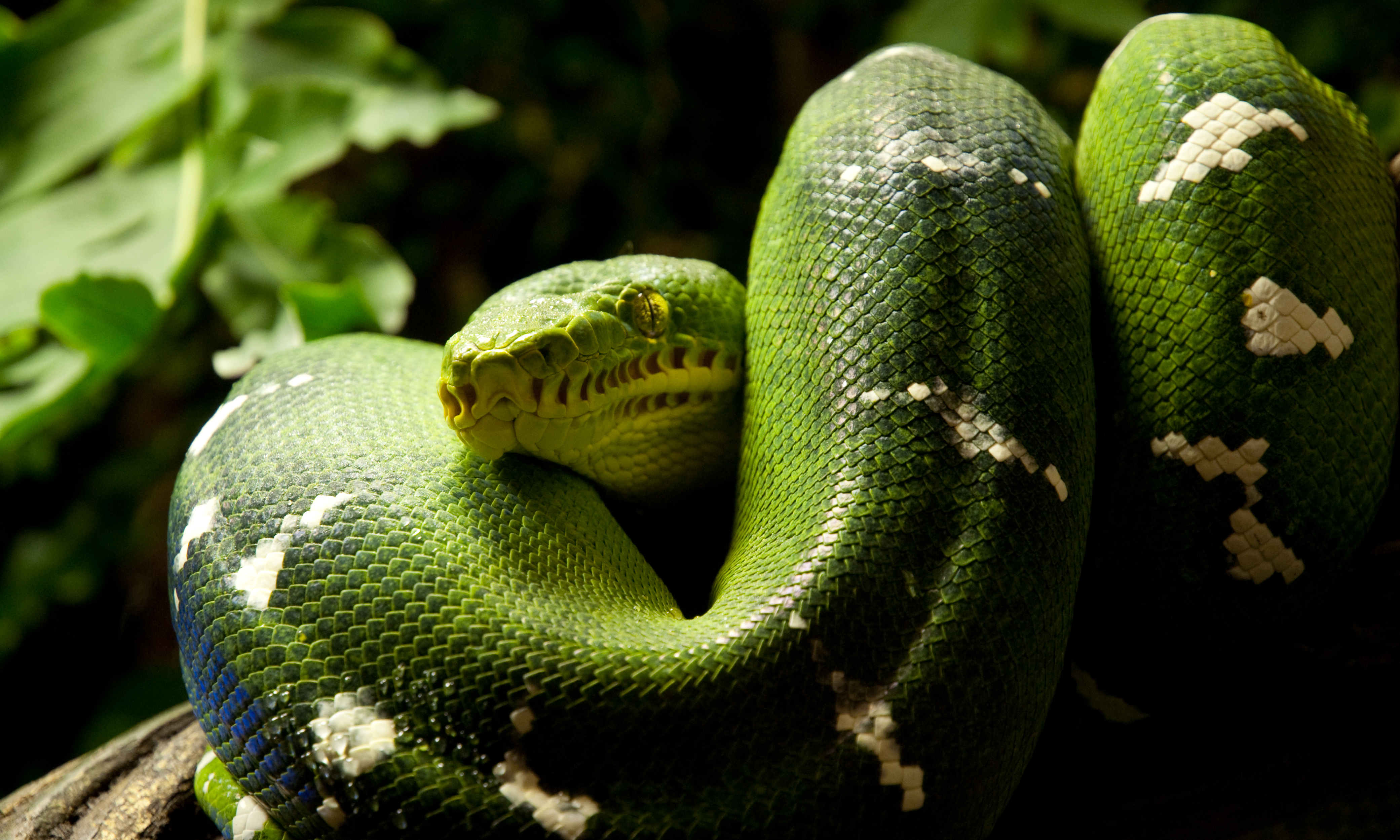 298284 Hintergrundbild herunterladen tiere, python, grüne baumpython, schlange, reptilien - Bildschirmschoner und Bilder kostenlos