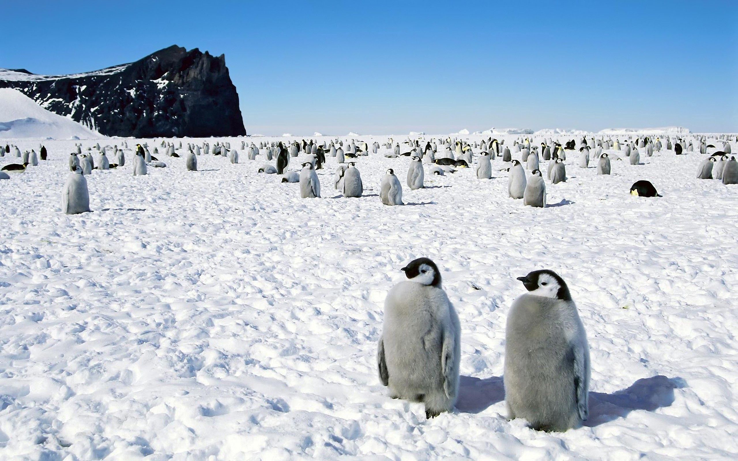 70603 Bild herunterladen tiere, vögel, pinguins, bummel, spaziergang, antarktis - Hintergrundbilder und Bildschirmschoner kostenlos