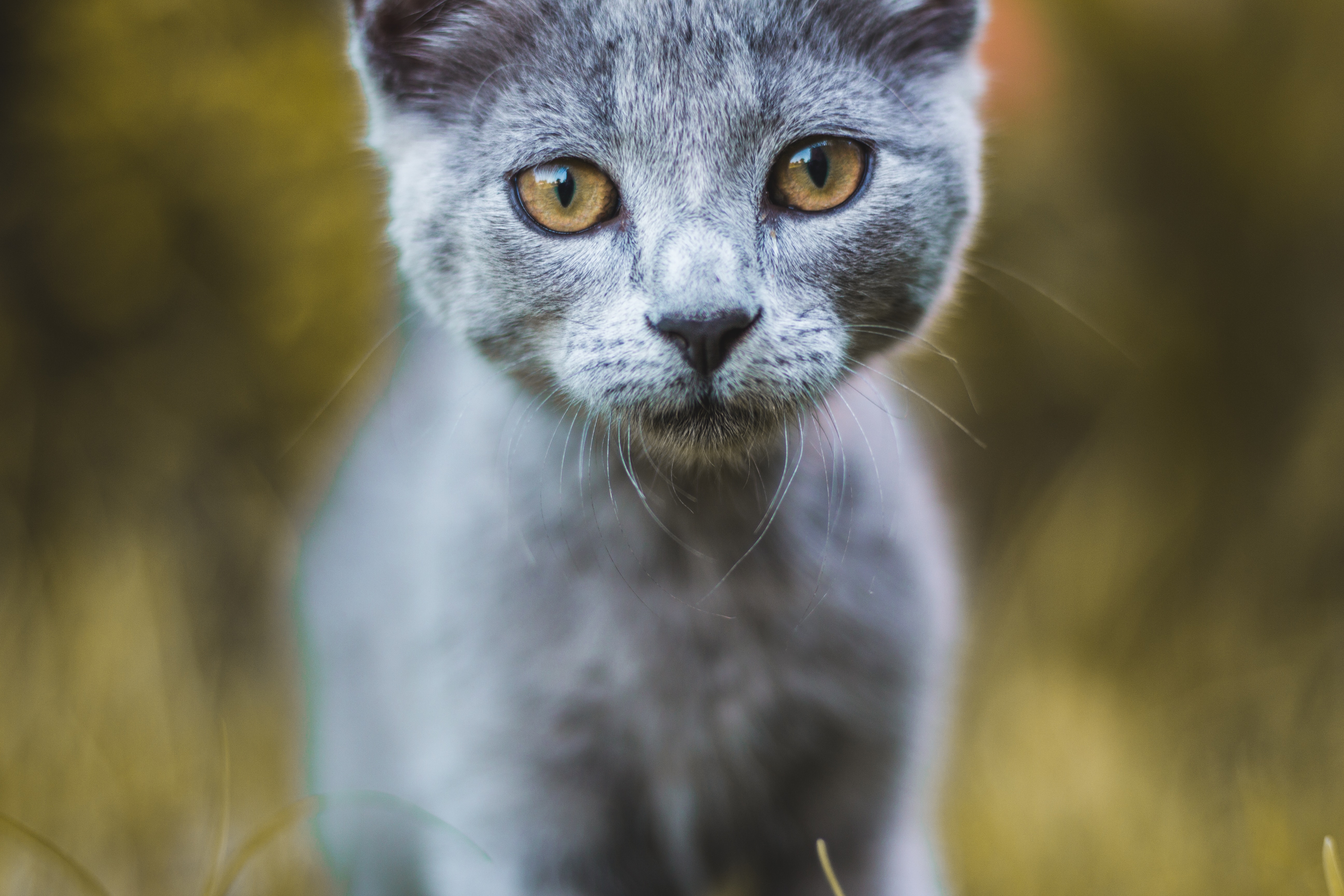 Download mobile wallpaper Sight, Opinion, Pet, Animals, Cat, Grey for free.
