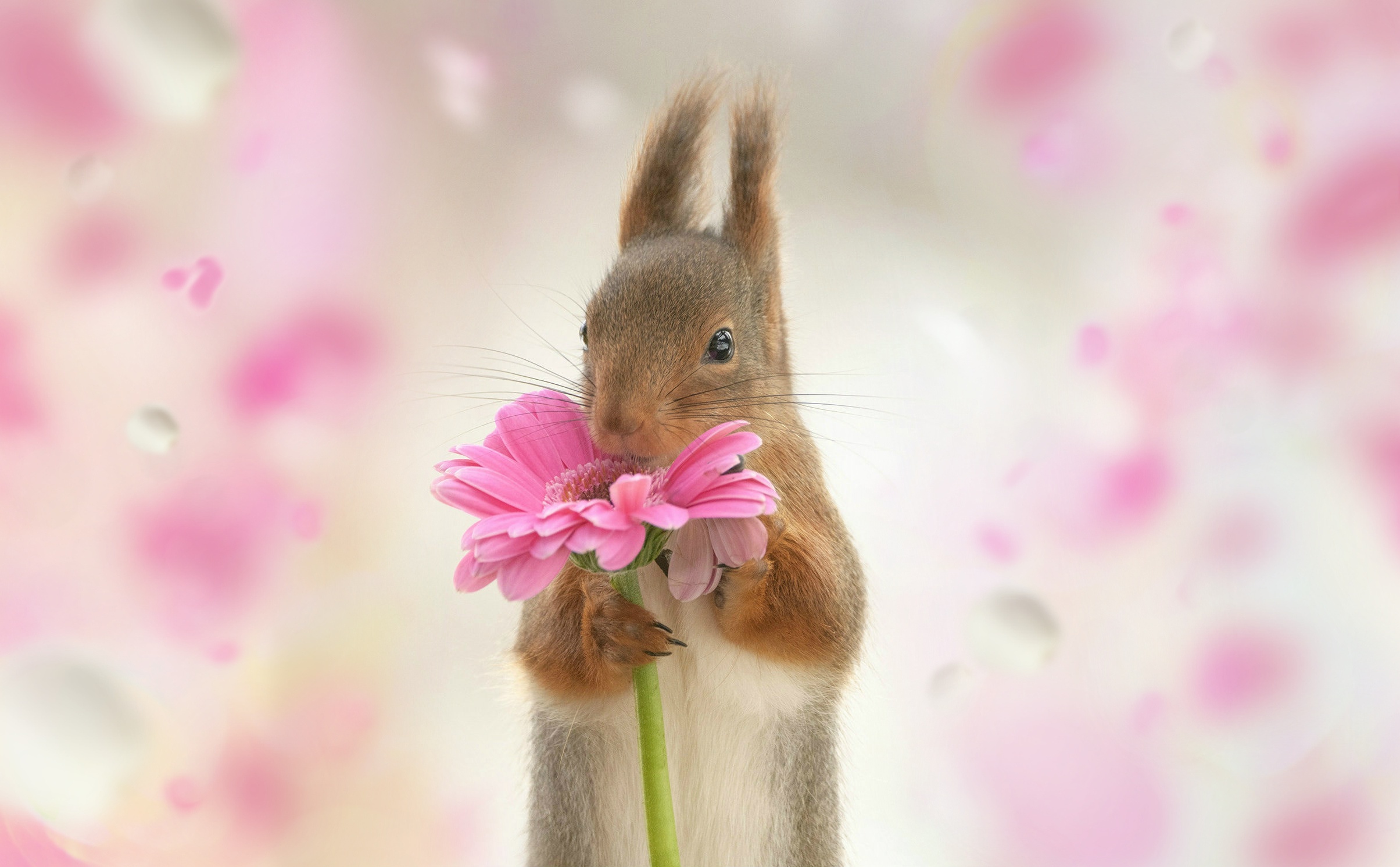 Handy-Wallpaper Tiere, Eichhörnchen, Nagetier, Pinke Blume kostenlos herunterladen.