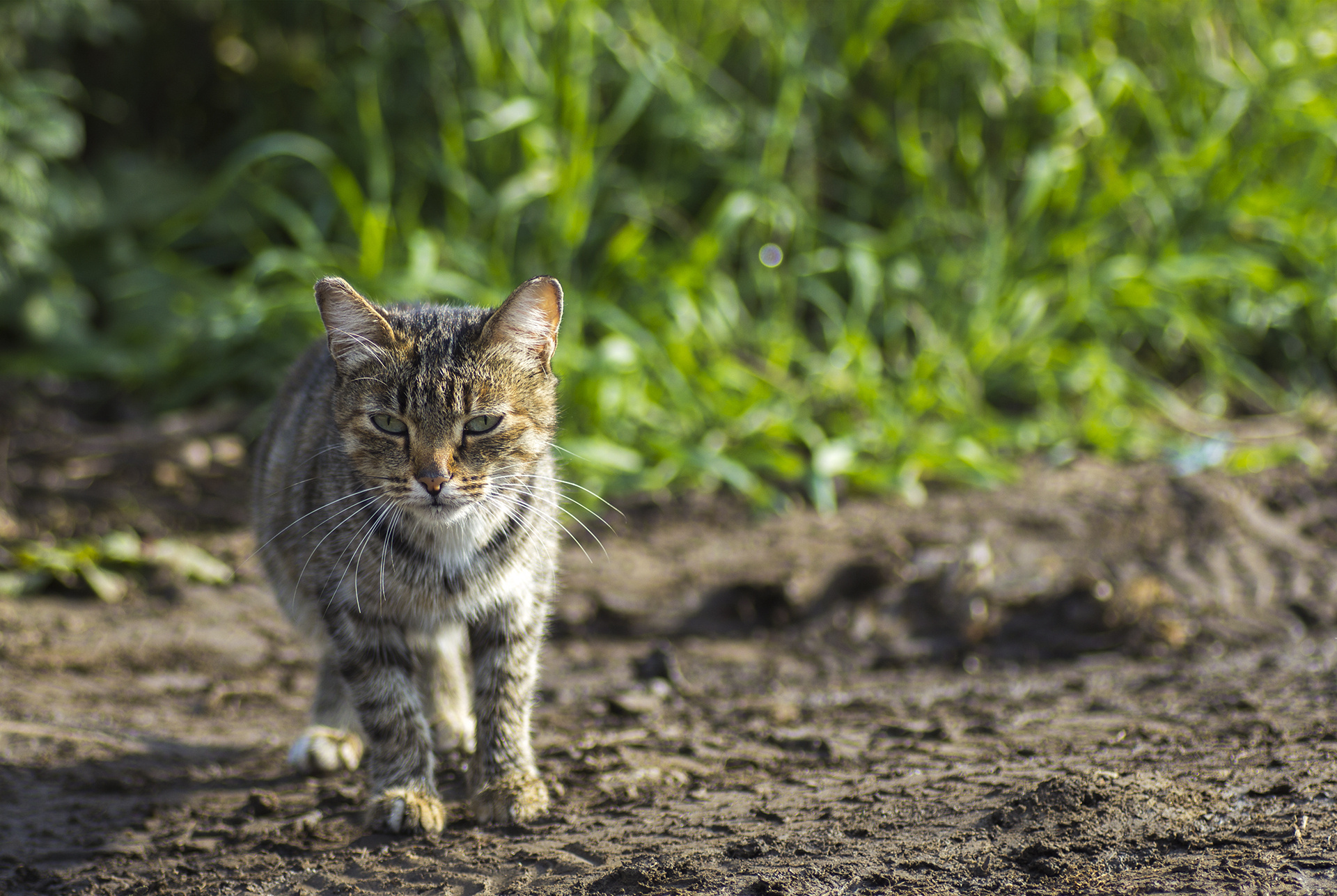 Handy-Wallpaper Tiere, Katzen, Katze kostenlos herunterladen.