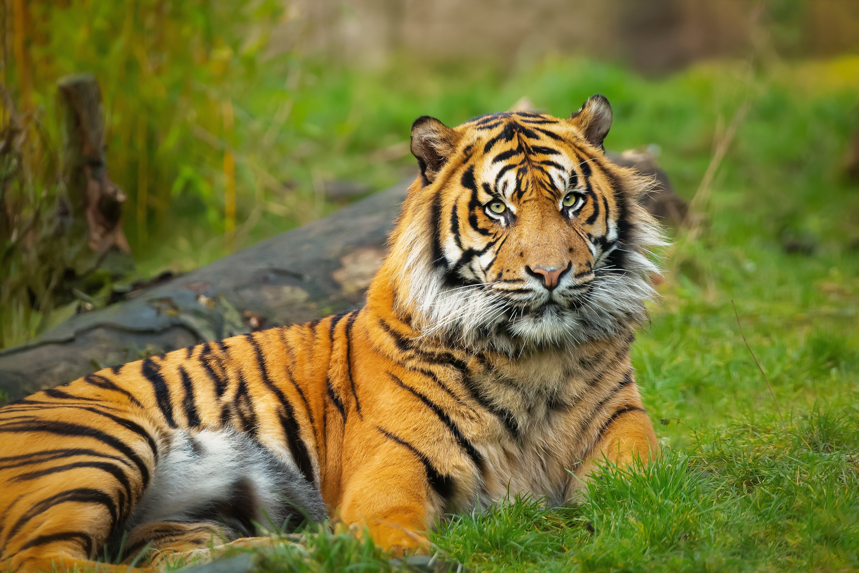 Téléchargez des papiers peints mobile Animaux, Chats, Tigre gratuitement.