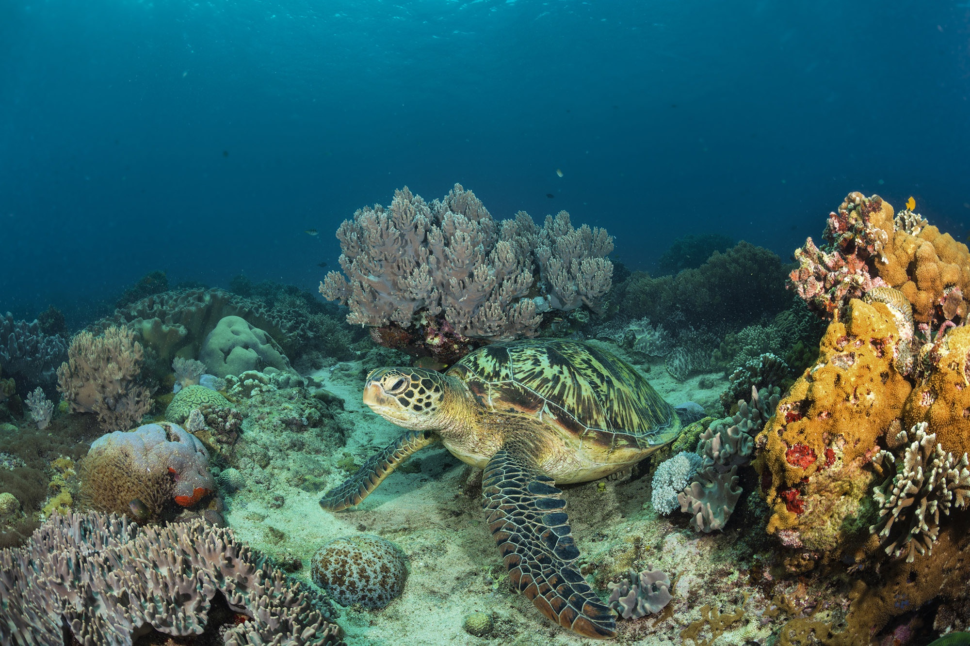 Handy-Wallpaper Tiere, Koralle, Unterwasser, Schildkröte, Schildkröten, Seeleben kostenlos herunterladen.