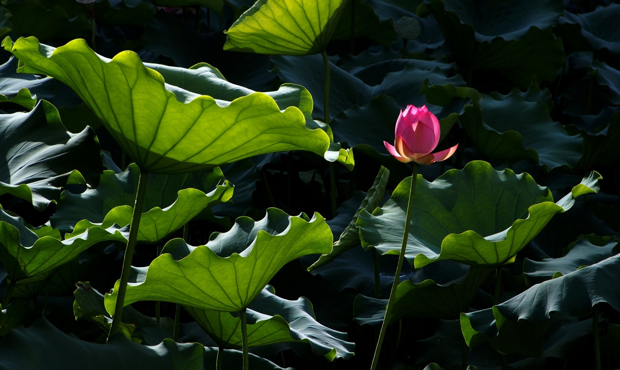 Laden Sie das Natur, Blumen, Lotus, Blume, Blatt, Erde/natur, Pinke Blume-Bild kostenlos auf Ihren PC-Desktop herunter