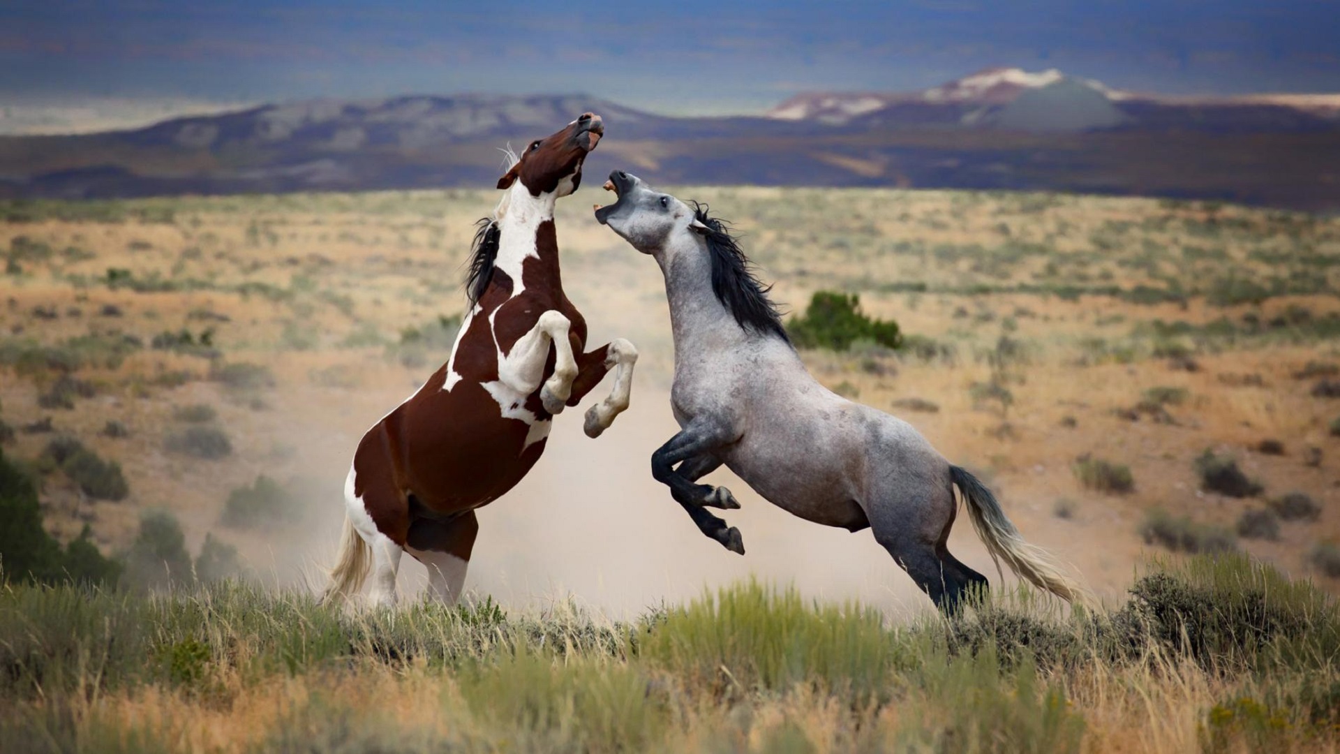 Скачать обои бесплатно Лошадь, Животные картинка на рабочий стол ПК
