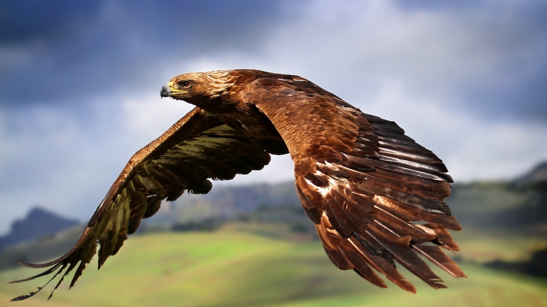 1457640 descargar fondo de pantalla animales, águila real, pájaro, águila: protectores de pantalla e imágenes gratis