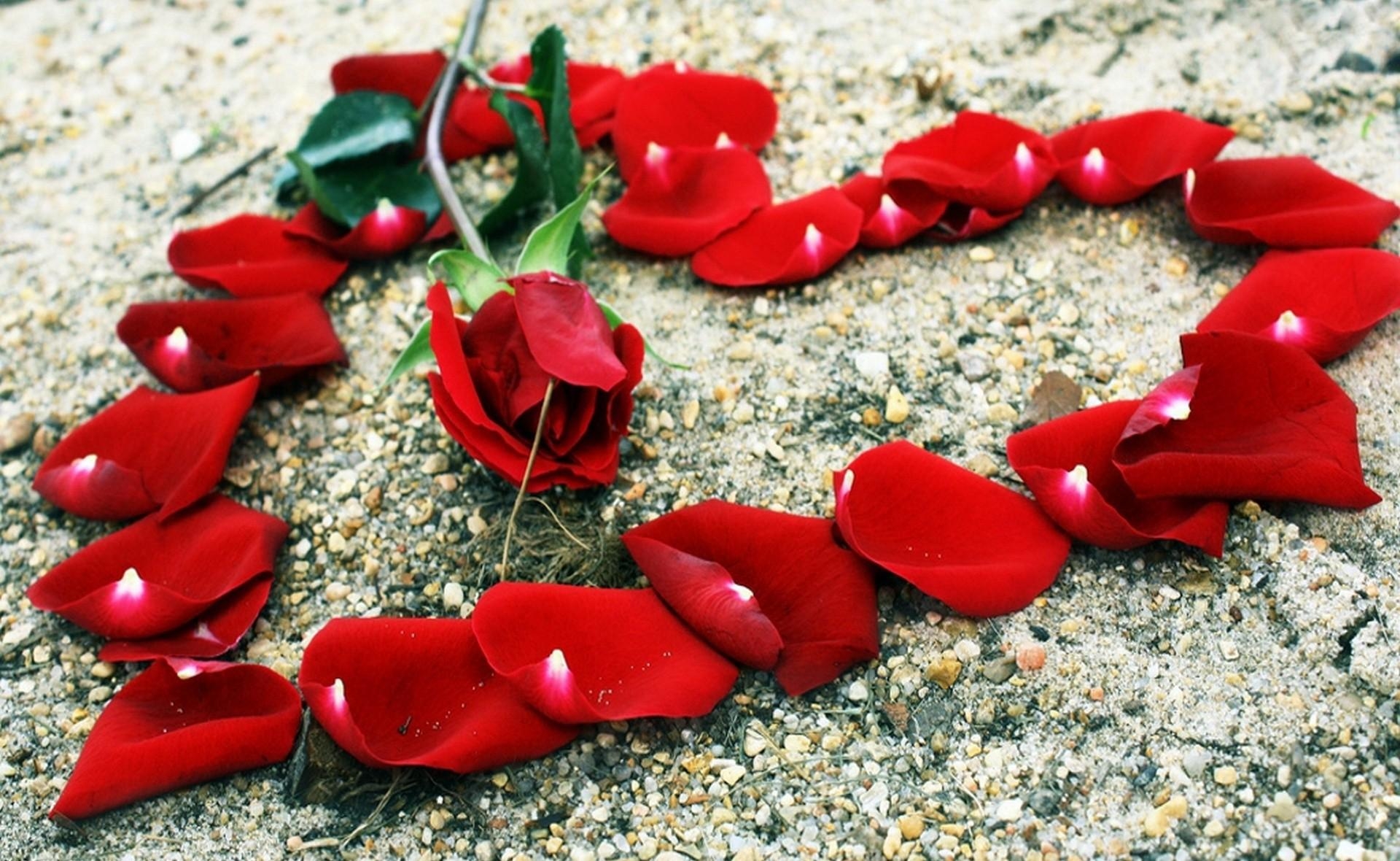 Download background rose flower, flowers, stones, rose, petals, romance, heart