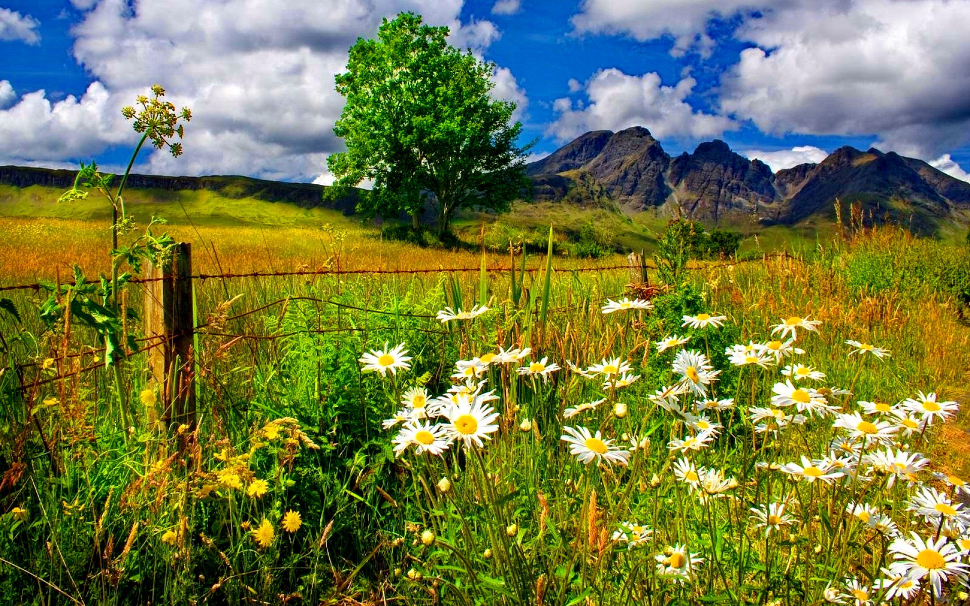 Download mobile wallpaper Landscape, Nature, Grass, Mountain, Flower, Tree, Earth, Field, Fence, Daisy, White Flower for free.
