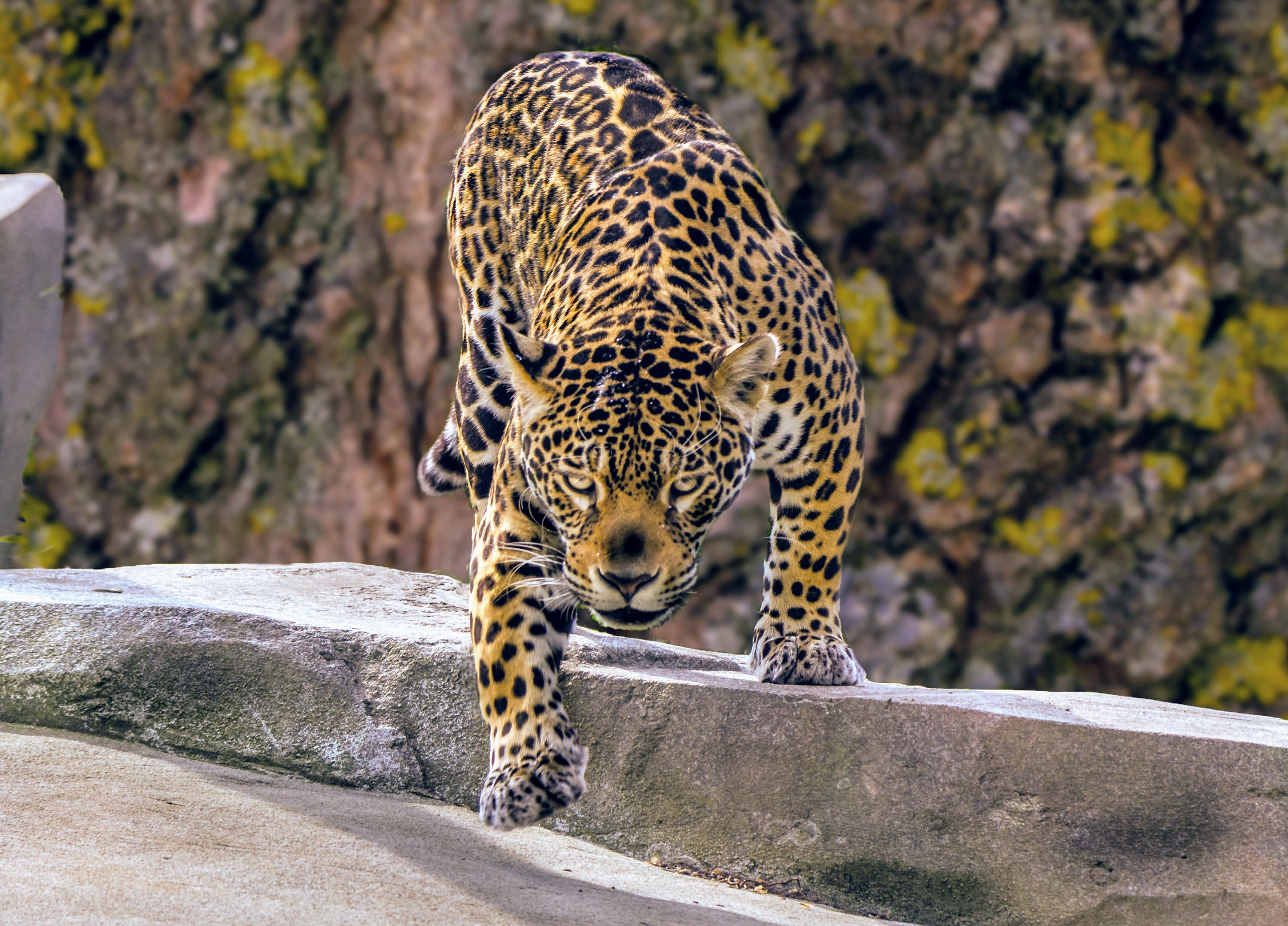 Free download wallpaper Cats, Leopard, Animal on your PC desktop