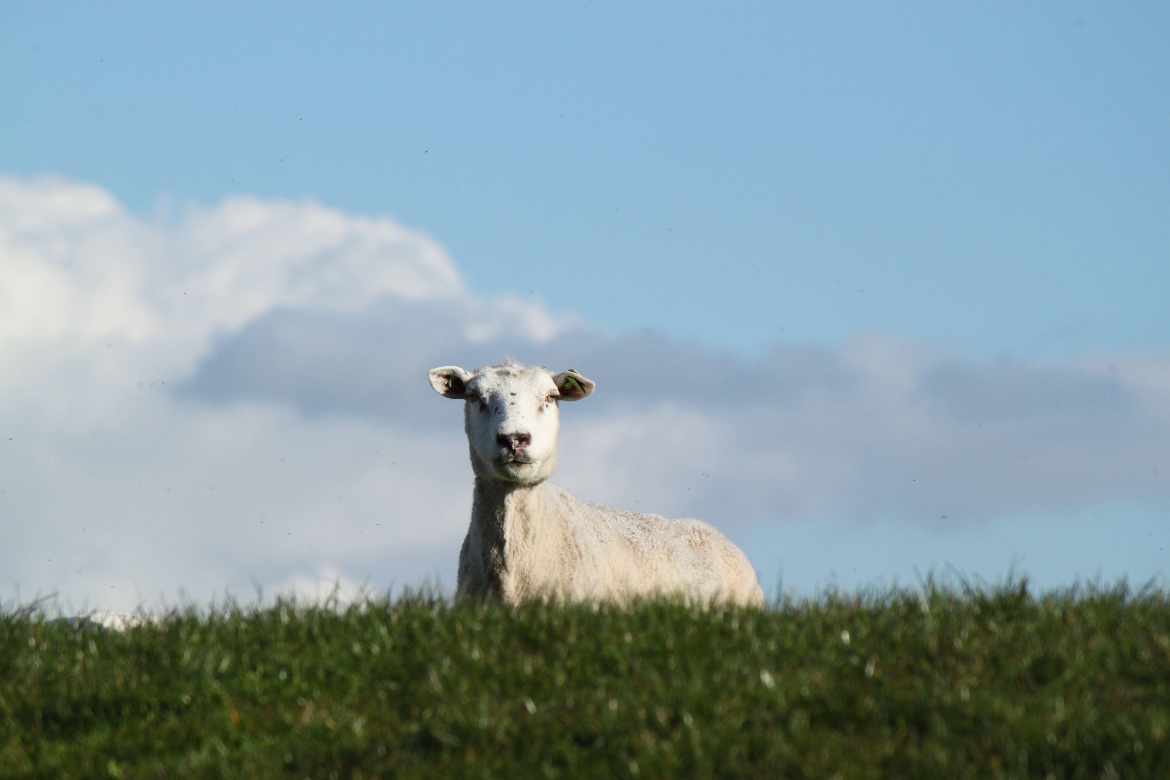 58662 скачать картинку животные, луг, овца, ферма, пастбище - обои и заставки бесплатно