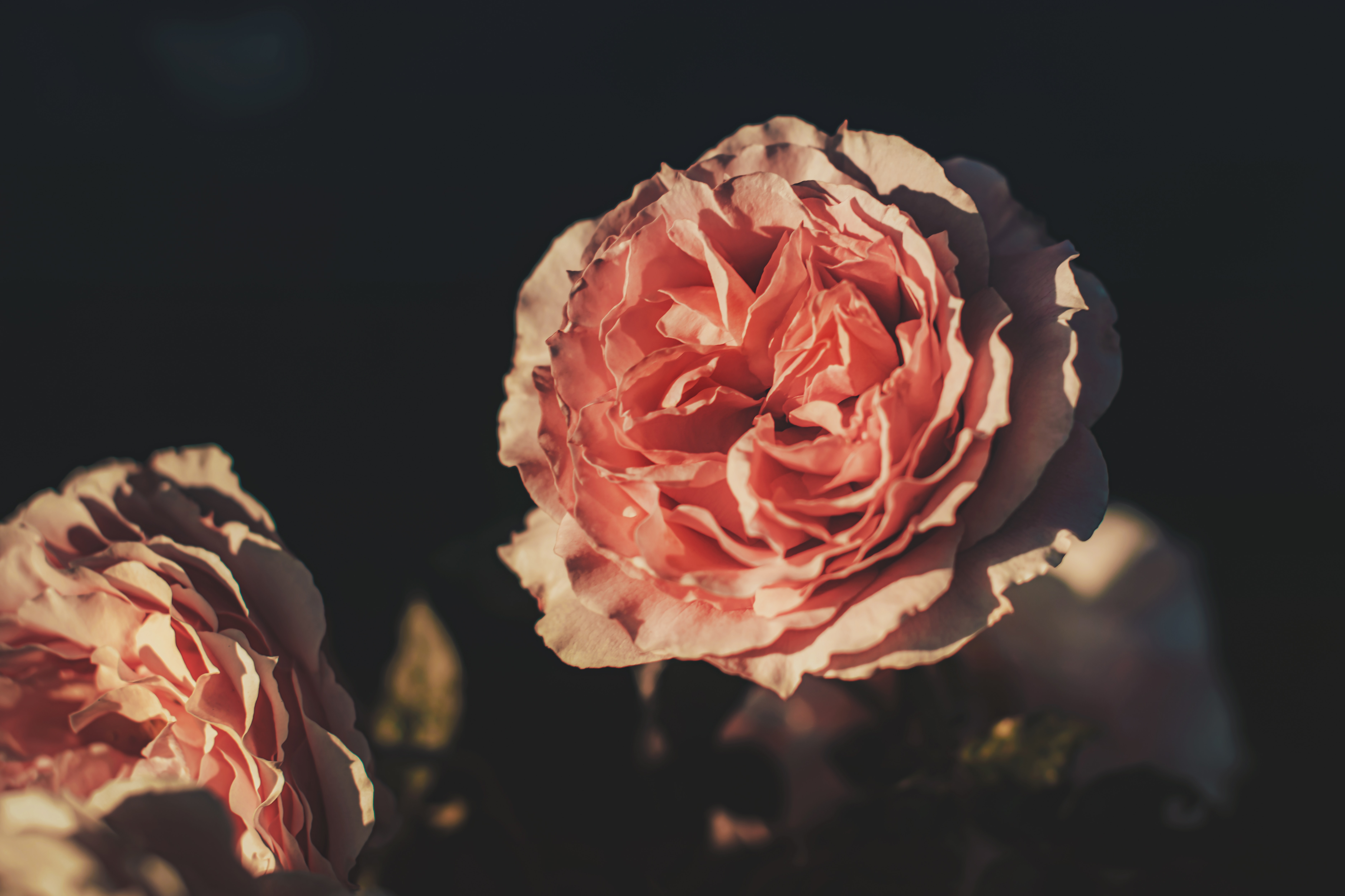 Free download wallpaper Rose, Flowers, Pink, Petals, Flower, Rose Flower on your PC desktop
