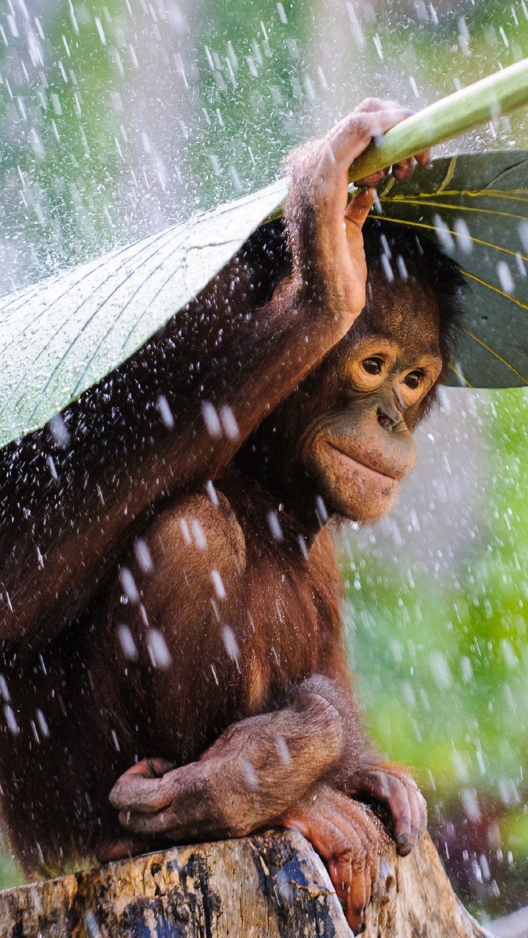 Handy-Wallpaper Tiere, Regen, Blatt, Süß, Affe, Affen, Orang Utan kostenlos herunterladen.