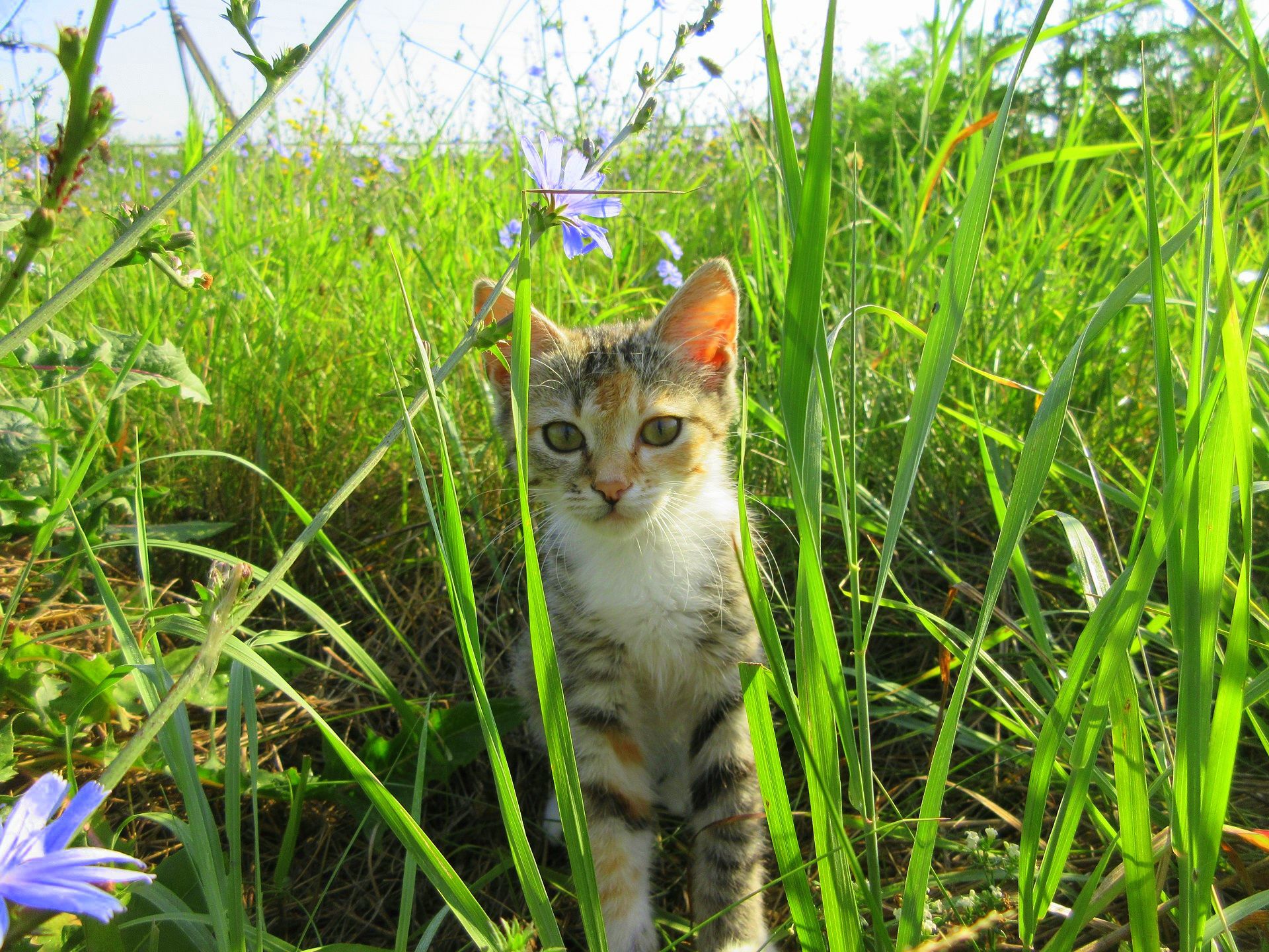 Baixar papel de parede para celular de Gato, Gatos, Animais gratuito.