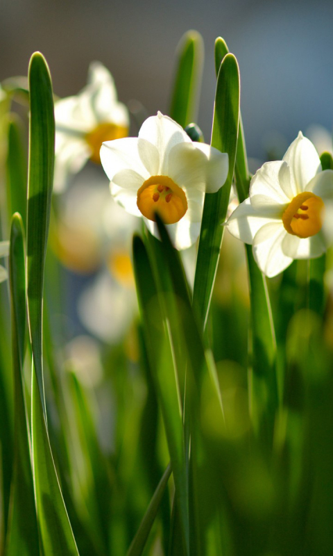 Handy-Wallpaper Blumen, Narzissen, Erde/natur kostenlos herunterladen.