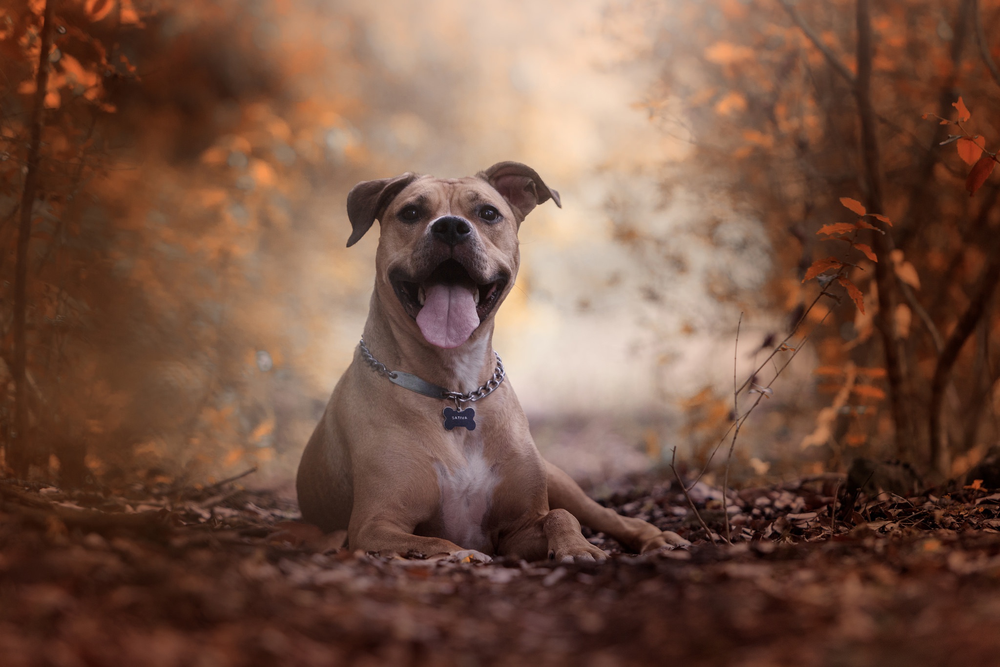 488733 économiseurs d'écran et fonds d'écran American Pit Bull Terrier sur votre téléphone. Téléchargez  images gratuitement