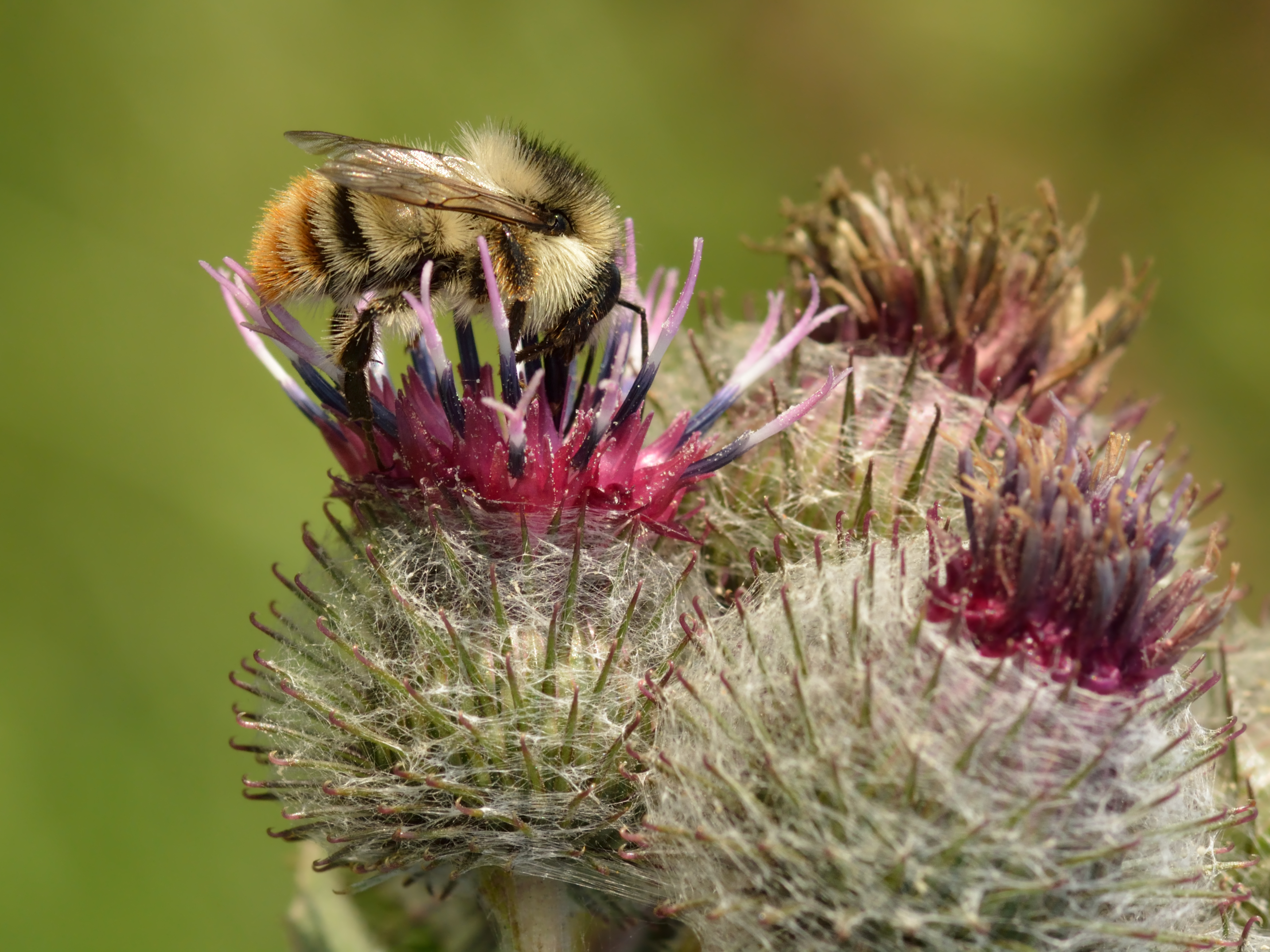 435074 baixar papel de parede animais, abelha, flor, abelha cardeira estridente, cardo, insetos - protetores de tela e imagens gratuitamente
