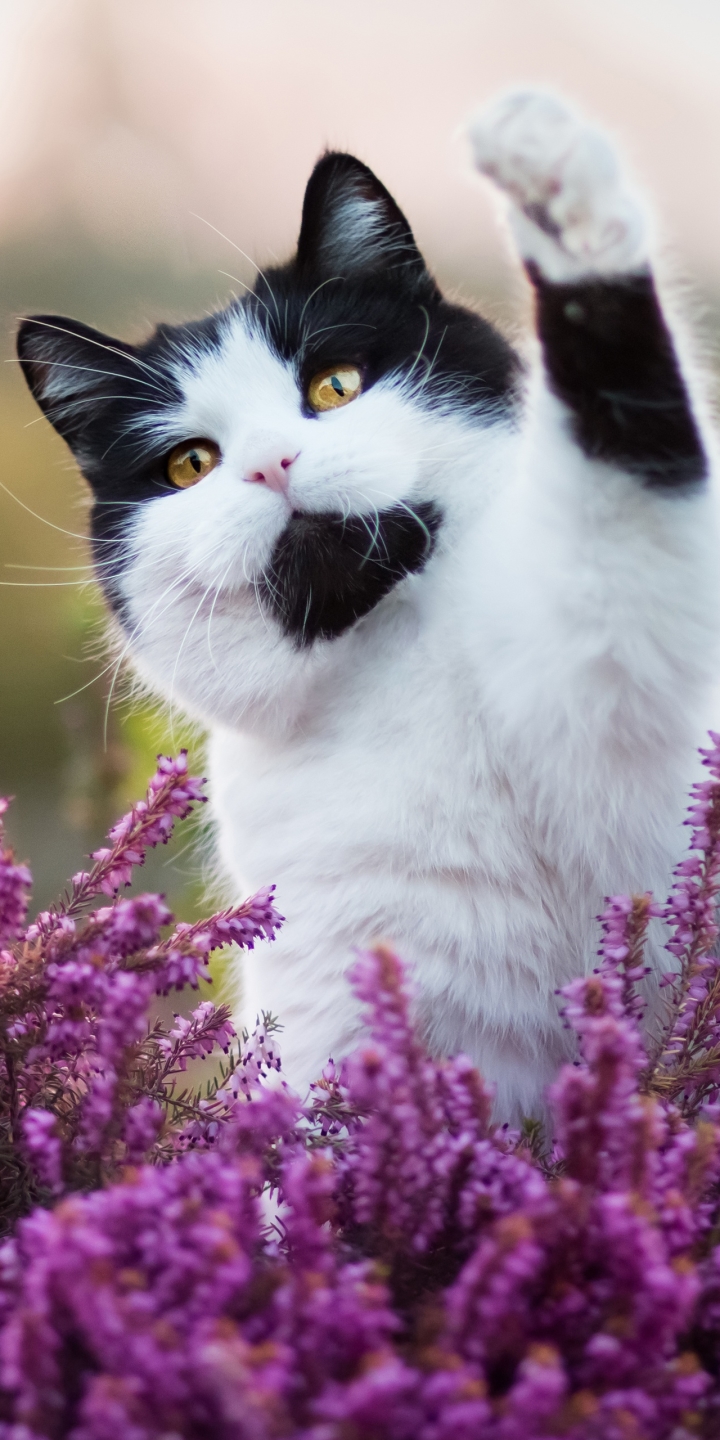 Download mobile wallpaper Cats, Cat, Animal for free.