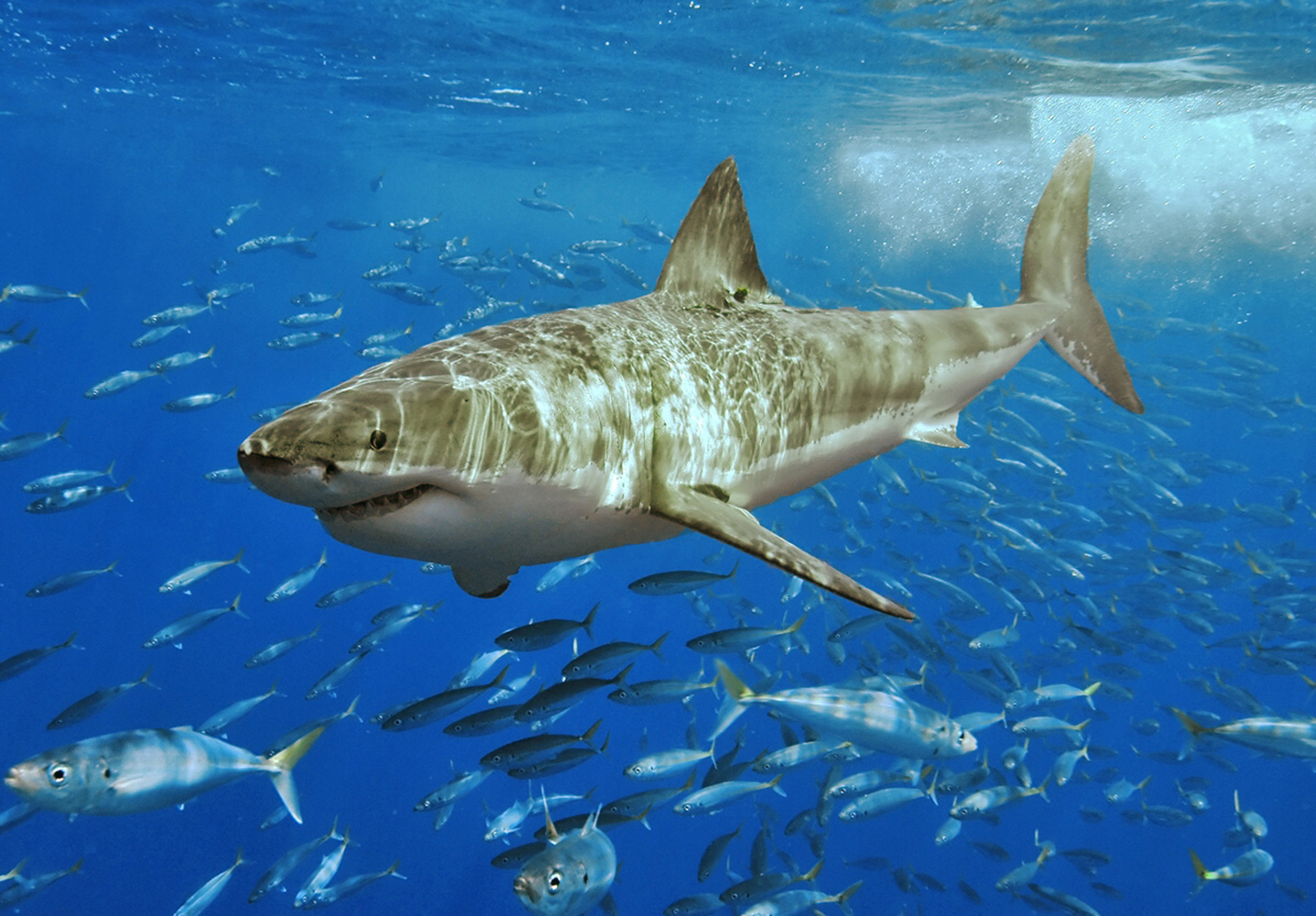 340105 Bild herunterladen tiere, großer weißer hai, fisch, ozean, hai, haie - Hintergrundbilder und Bildschirmschoner kostenlos