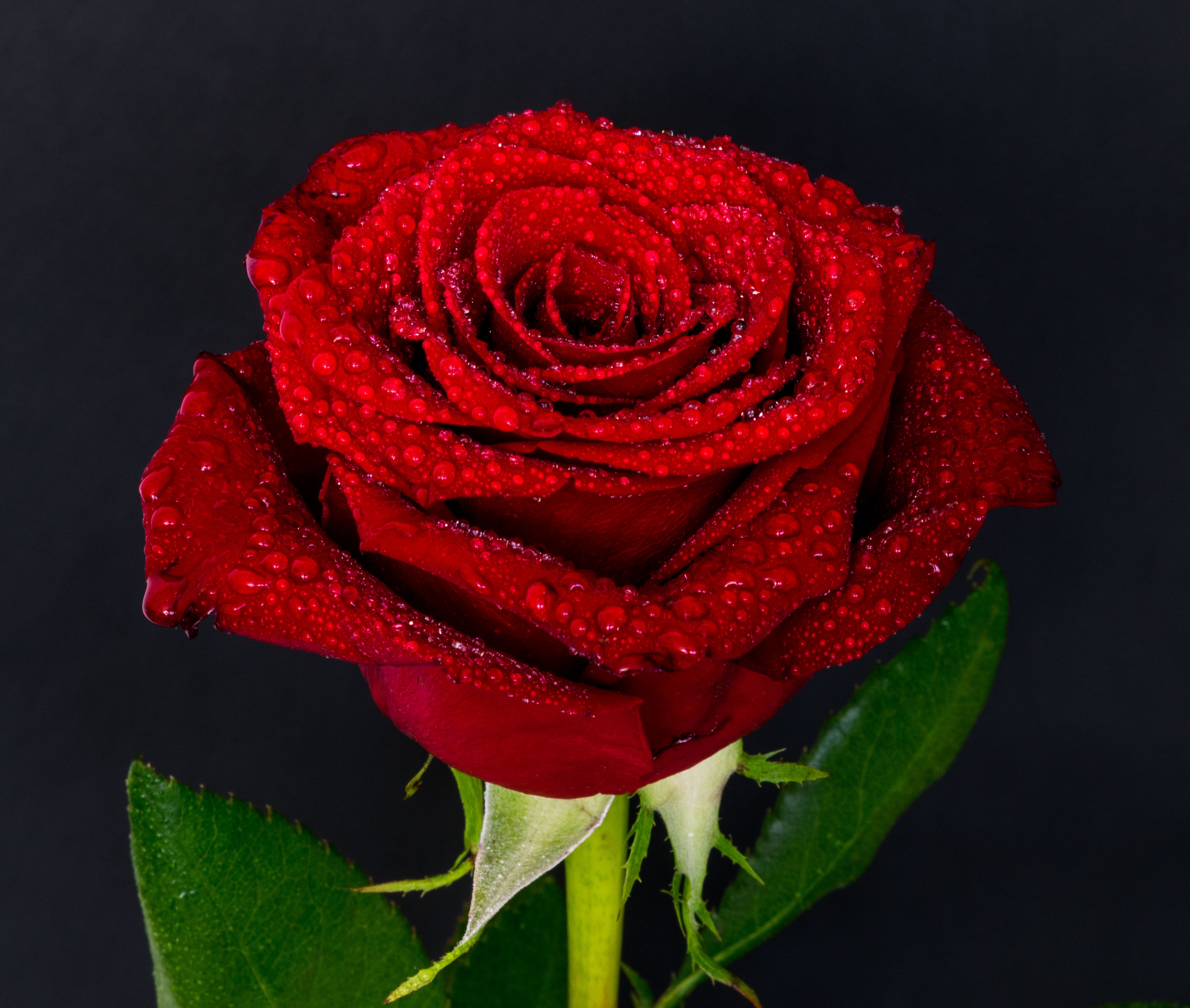 55556 скачать обои роза, бутон, цветы, капли, красный - заставки и картинки бесплатно