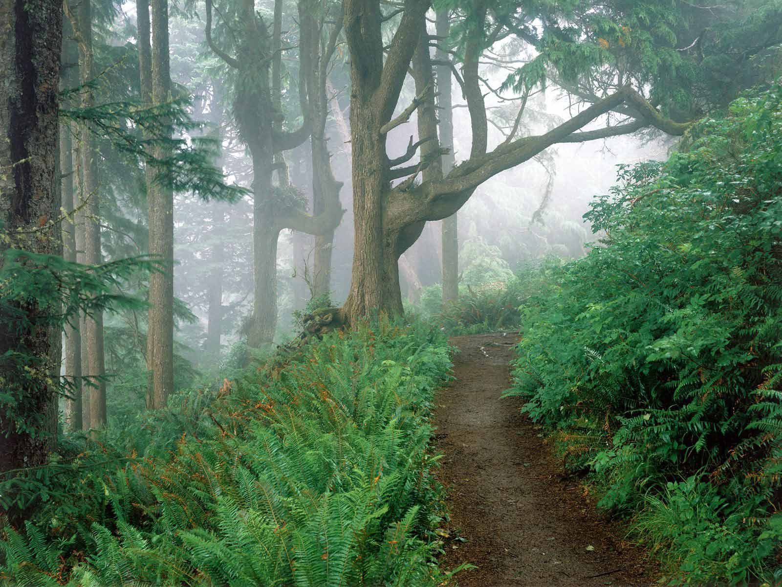 Full HD branches, nature, trees, fern, forest, fog, branch, path, trail