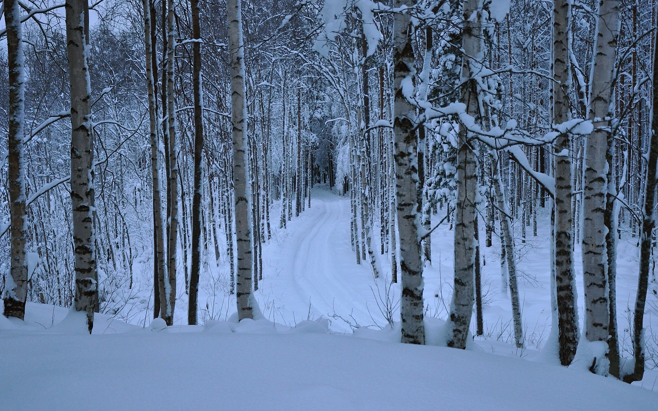 PCデスクトップに冬, 雪, バーチ, 道, 森, 地球画像を無料でダウンロード