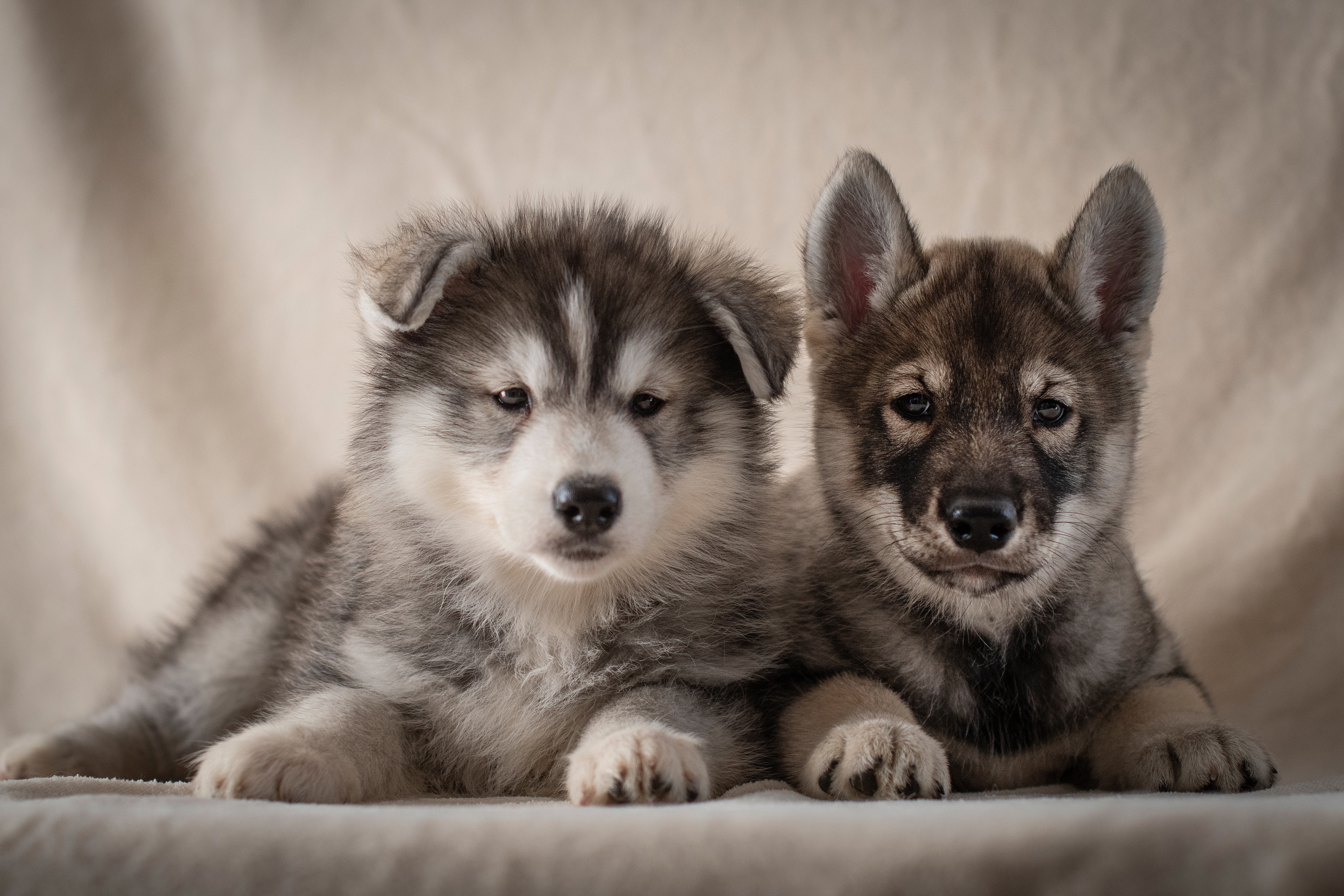 Handy-Wallpaper Tiere, Hunde, Hund, Welpen kostenlos herunterladen.