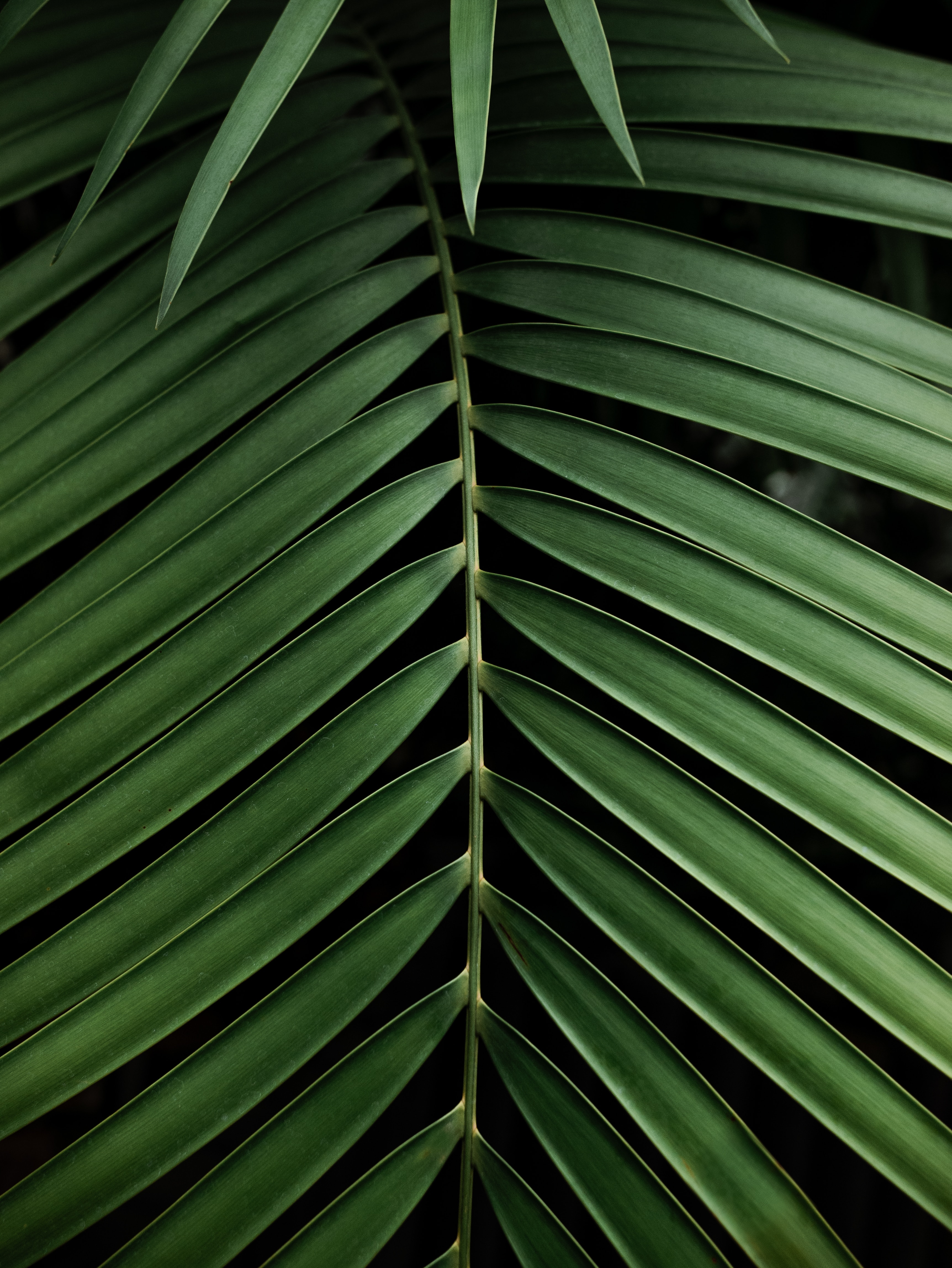 Handy-Wallpaper Palm, Ast, Zweig, Flugblatt, Leaflet, Natur, Pflanze, Palme kostenlos herunterladen.