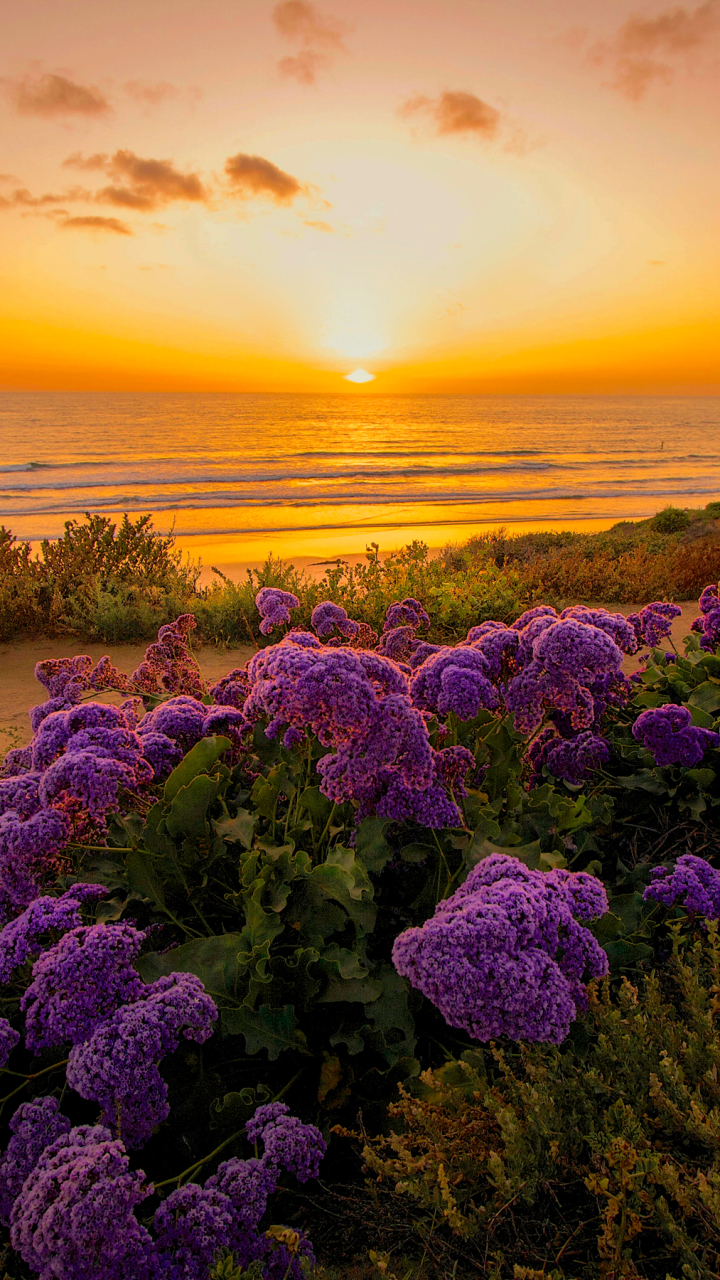 Download mobile wallpaper Sunset, Sea, Beach, Horizon, Flower, Ocean, Earth, Coastline, Purple Flower for free.