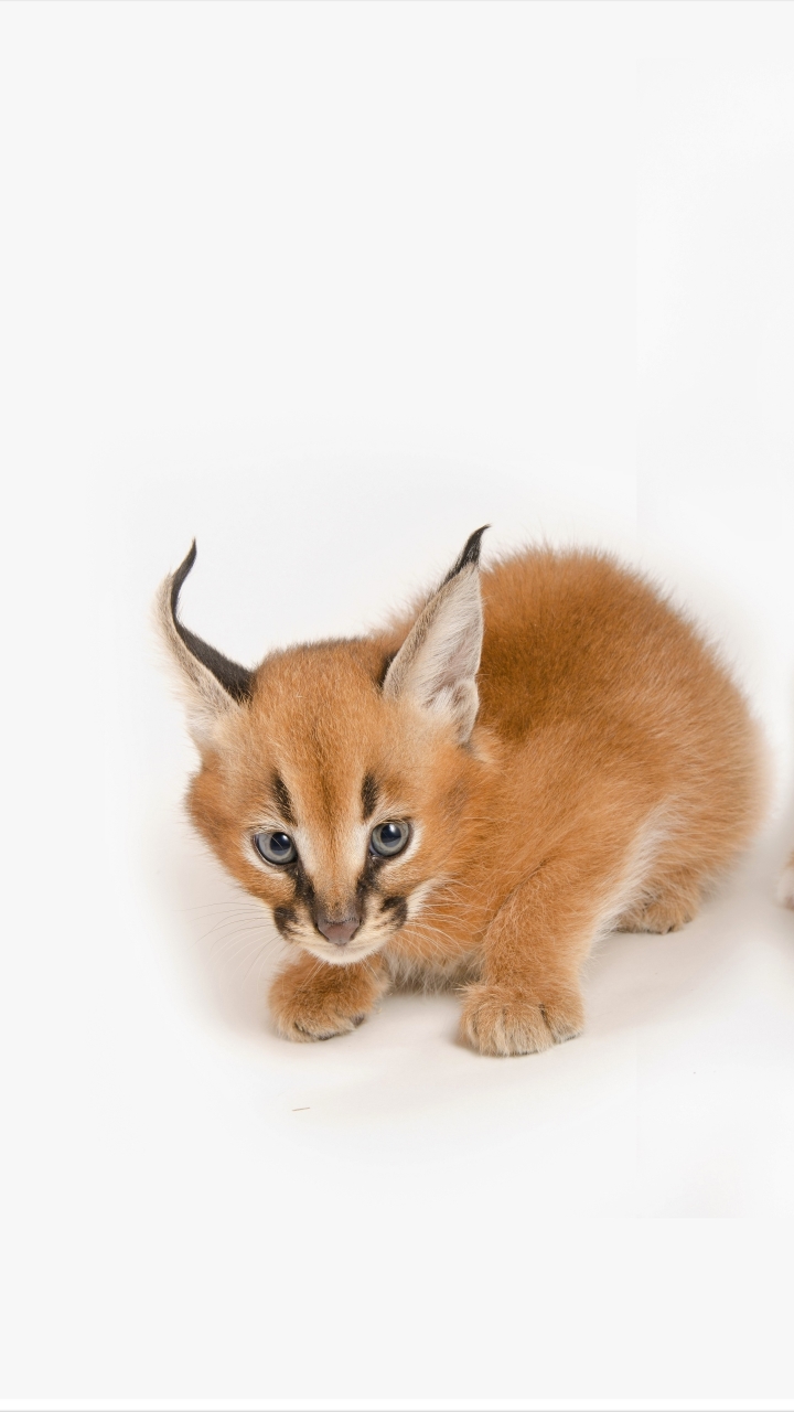 Download mobile wallpaper Cats, Animal, Cute, Caracal, Baby Animal, Cub for free.