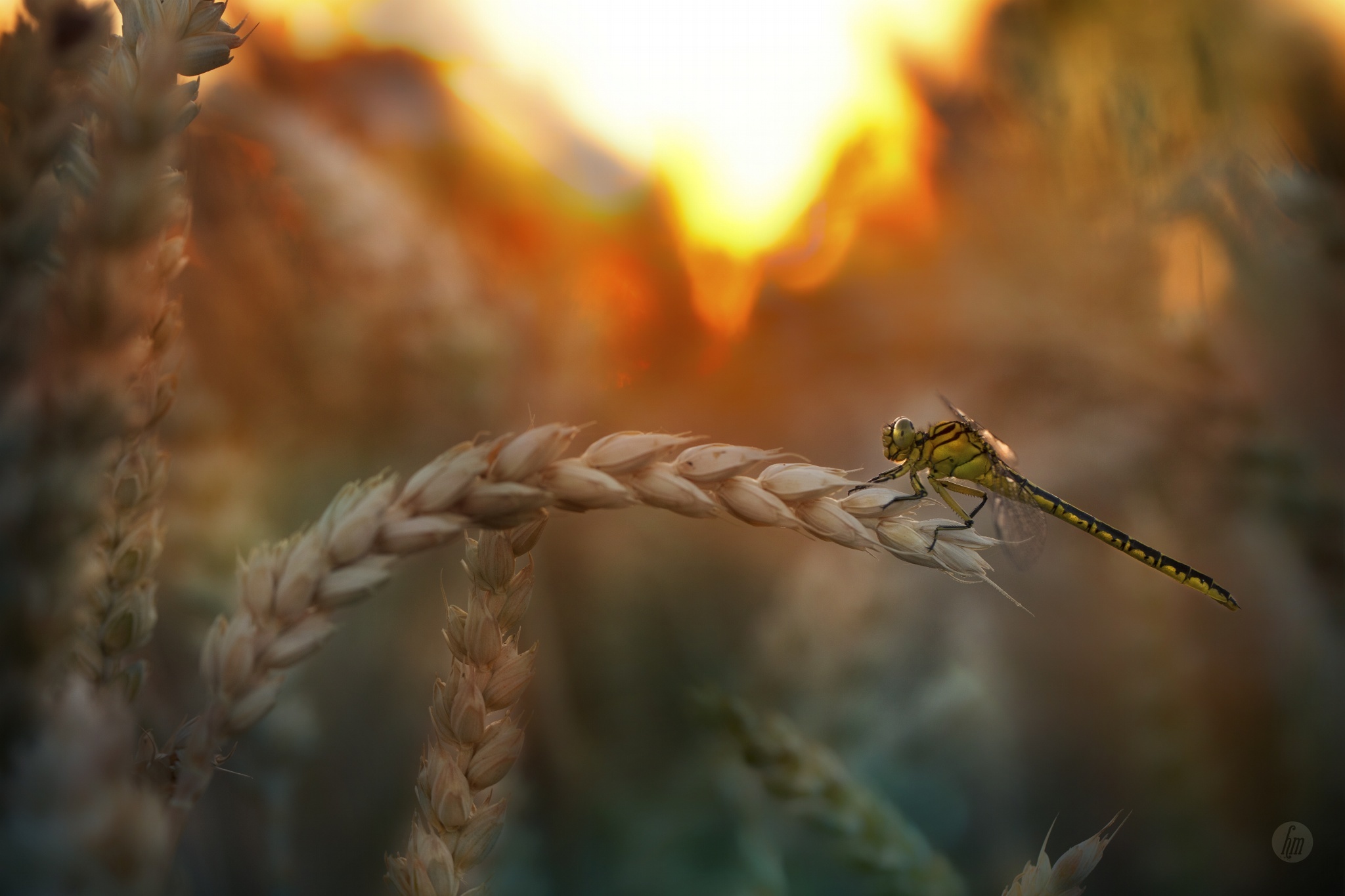 Free download wallpaper Nature, Insects, Wheat, Blur, Close Up, Insect, Animal, Dragonfly on your PC desktop