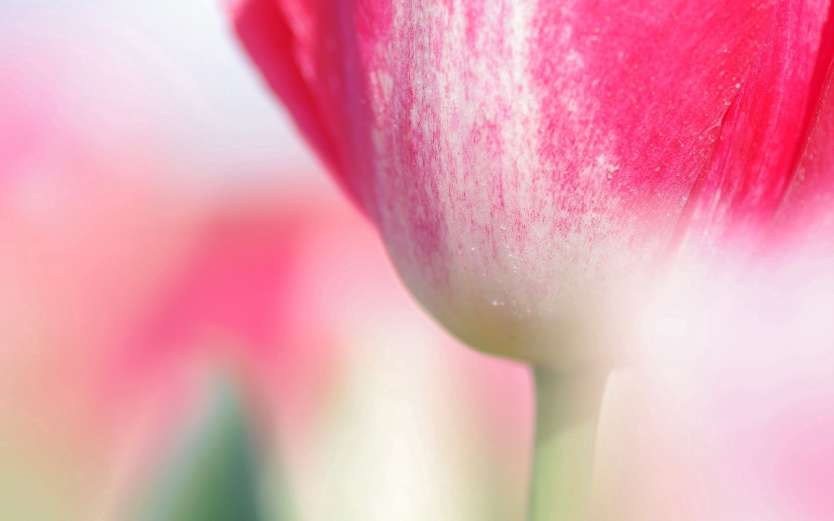 155187 baixar papel de parede flor, macro, tulipa, tronco, talo - protetores de tela e imagens gratuitamente