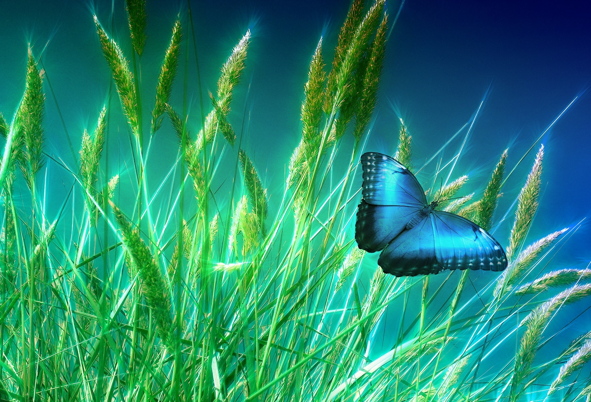 Laden Sie das Tiere, Schmetterlinge, Weizen-Bild kostenlos auf Ihren PC-Desktop herunter