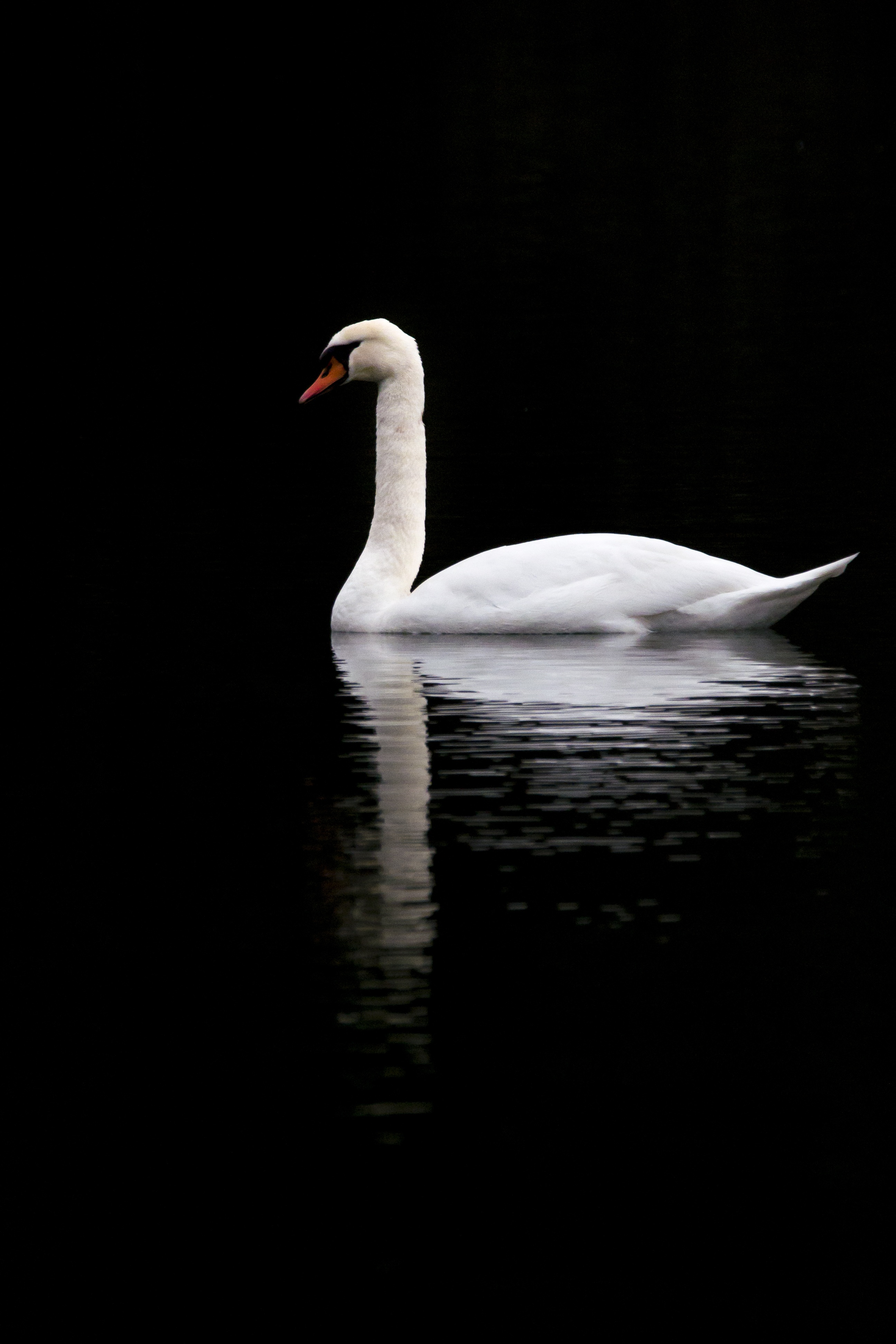animals, black, white, lake, reflection, bird, swan, contrast