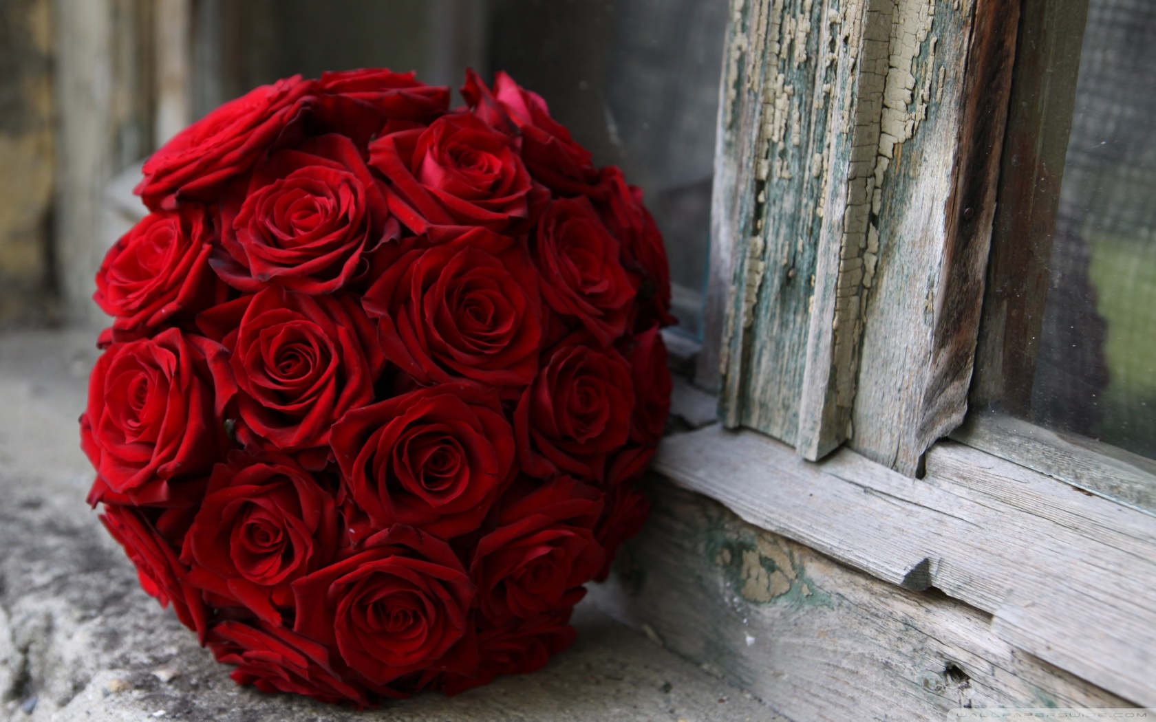 Baixar papel de parede para celular de Feito Pelo Homem, Flor, Rosa gratuito.