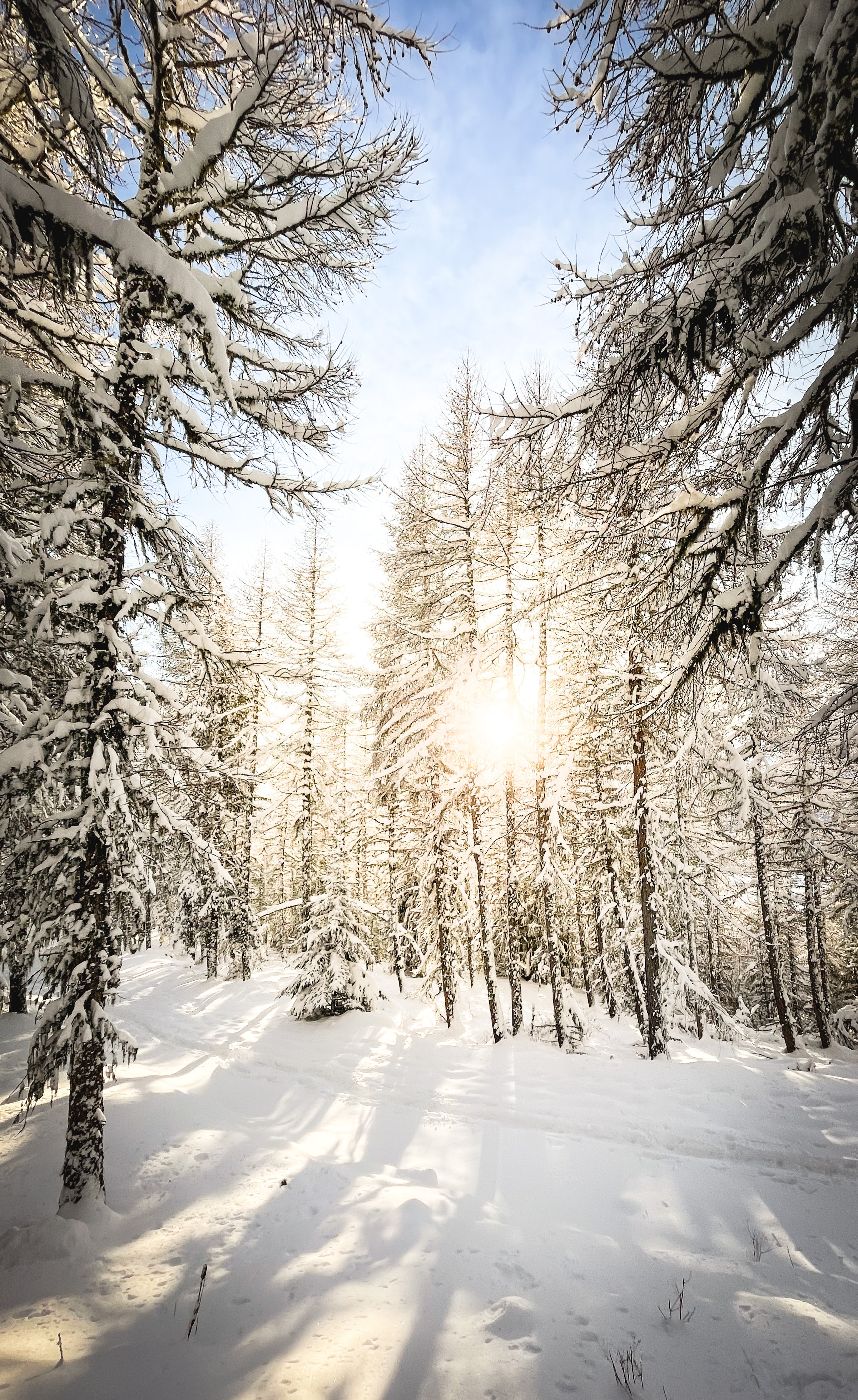 Скачать обои бесплатно Снег, Солнечный Свет, Природа, Деревья, Сосны, Зима картинка на рабочий стол ПК