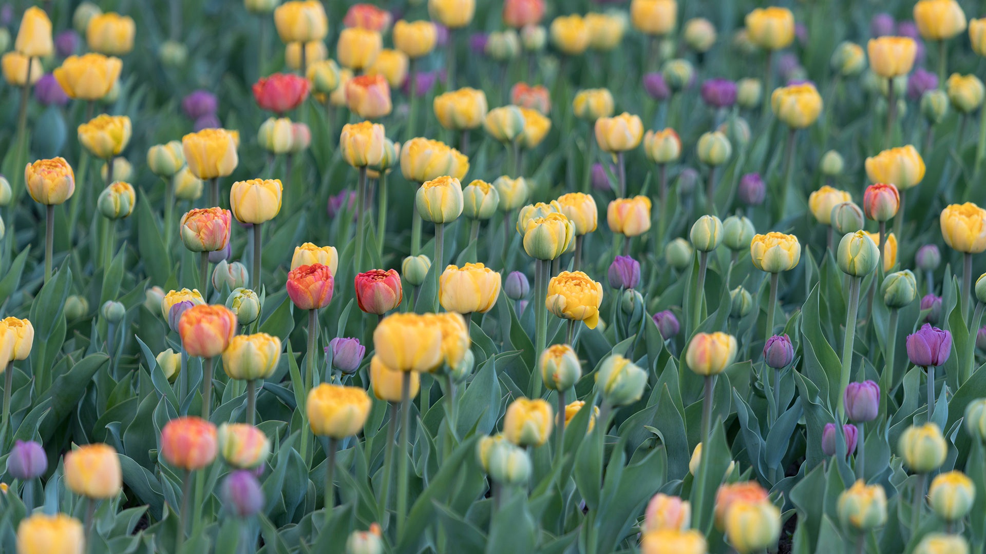 Descarga gratuita de fondo de pantalla para móvil de Naturaleza, Flores, Flor, Tulipán, Flor Amarilla, Tierra/naturaleza.